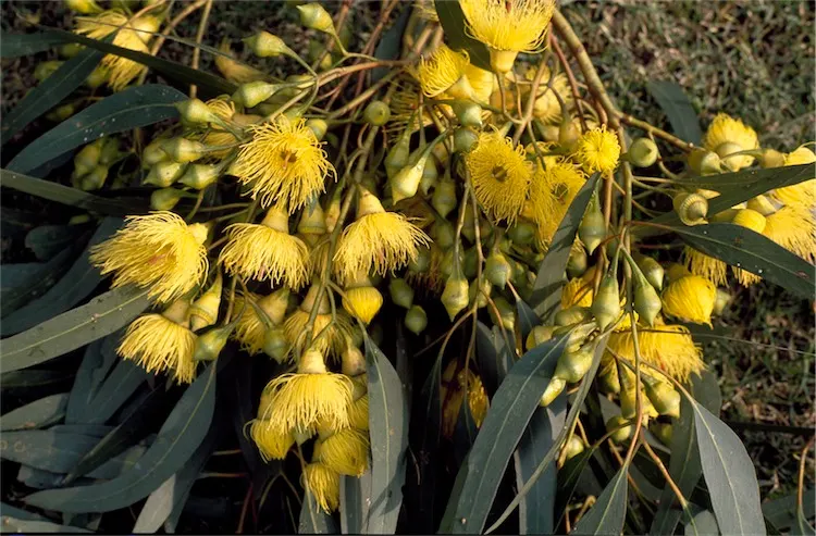 White Ironbark (Eucalyptus Leucoxylon) — adding drought-resistant character and year-round interest to landscapes; comprised of lance-shaped leaves, image 61