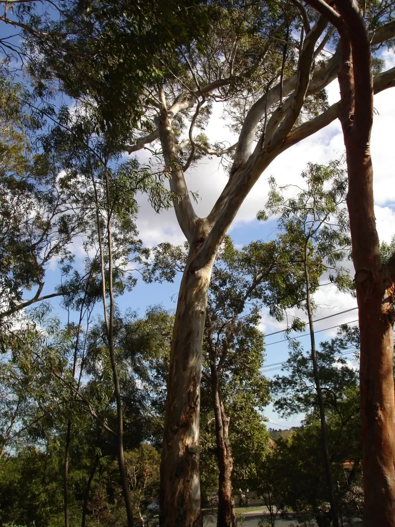 White Ironbark (Eucalyptus Leucoxylon) — or red blossoms that attract pollinators