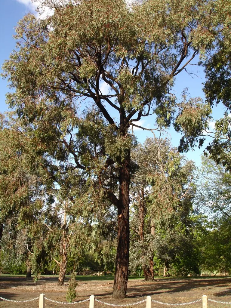 White Ironbark (Eucalyptus Leucoxylon) — with some specimens stretching up to 80 feet in favorable conditions; tree for full