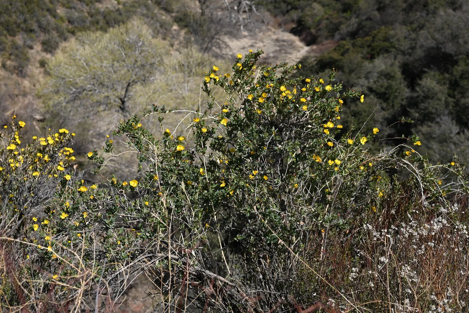 Bush Poppy (Dendromecon Rigida) — cherished for its vivid yellow poppy-like blooms; and open landscapes typical of California's chaparral environments