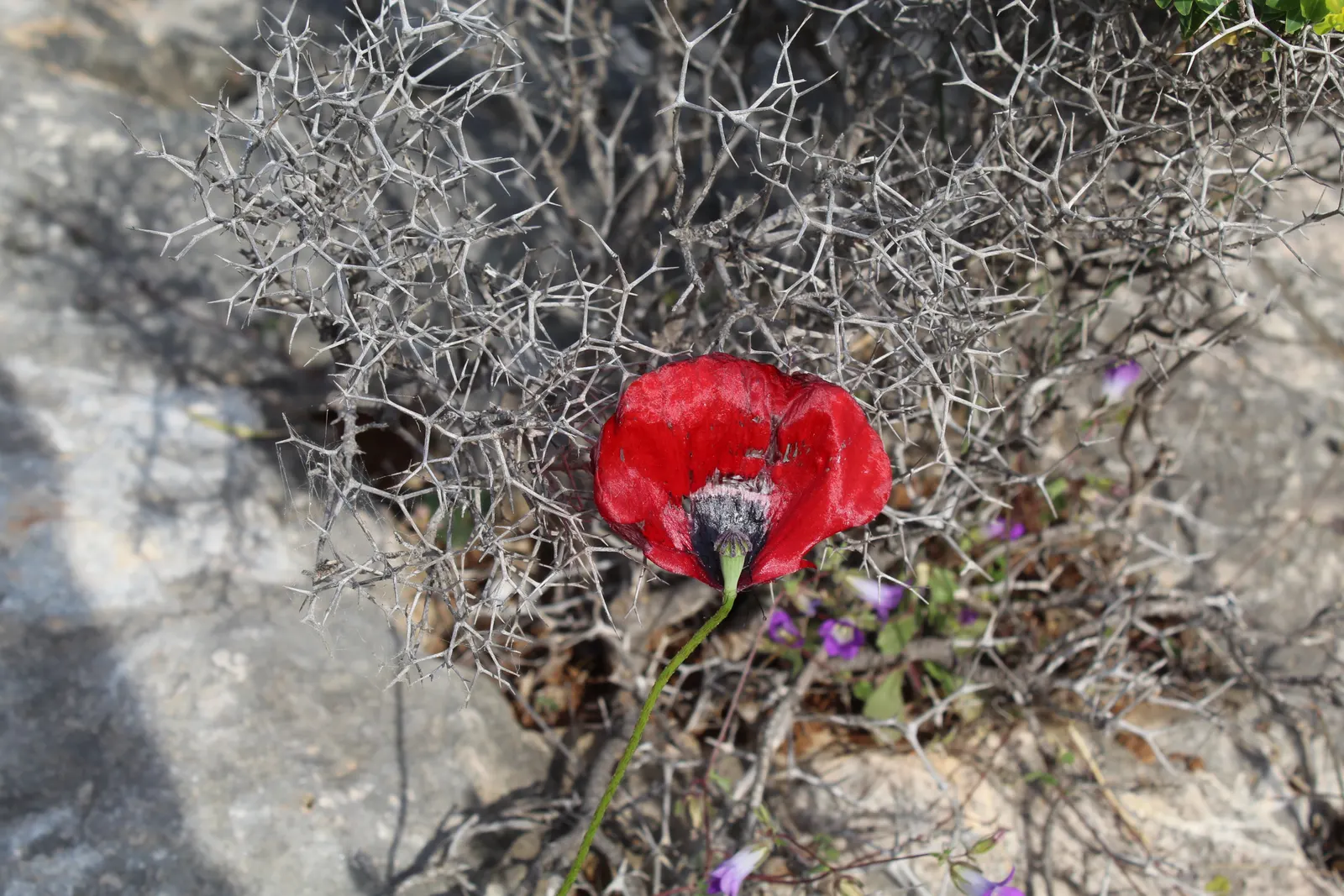 Bush Poppy (Dendromecon Rigida) — and open landscapes typical of California's chaparral environments; and it is well adapted to full sun exposures
