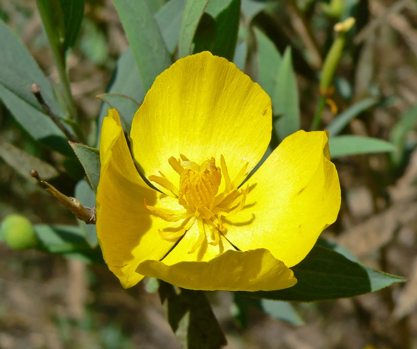 Bush Poppy (Dendromecon Rigida) — Ideal for low-water landscapes and Mediterranean-style gardens
