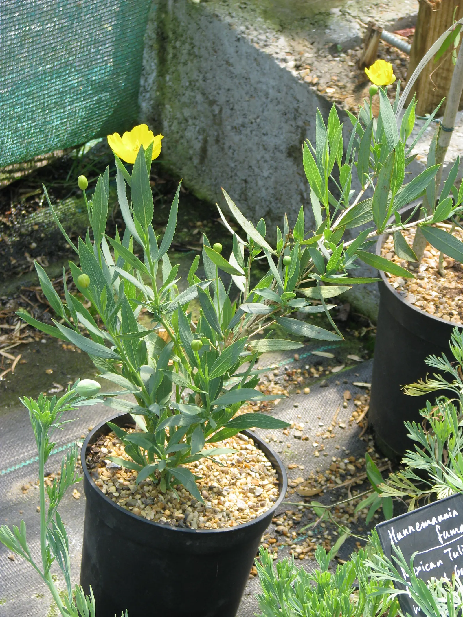 Bush Poppy (Dendromecon Rigida) — preferring full sun exposure