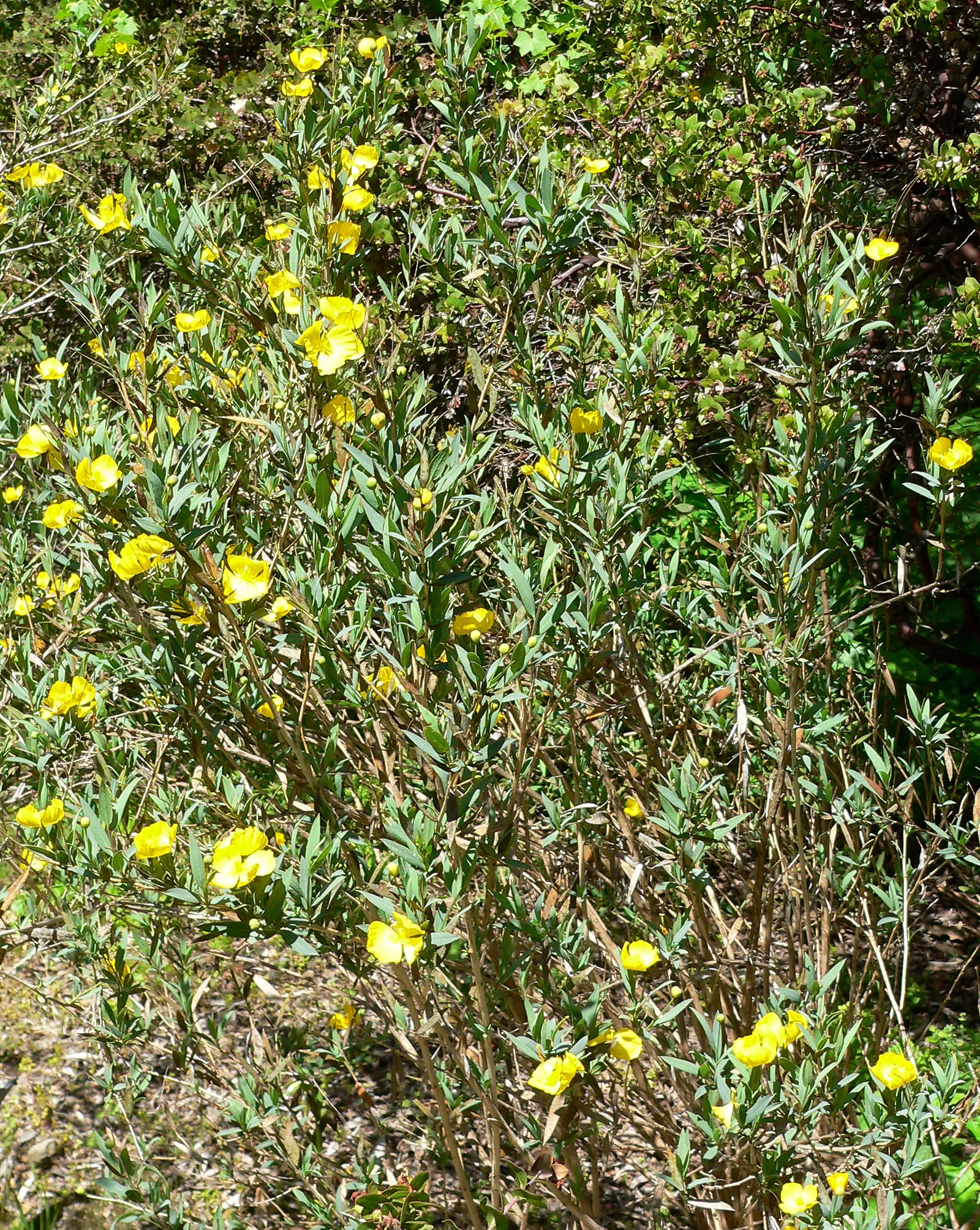 Bush Poppy (Dendromecon Rigida) — which emerge in spring and persist into summer