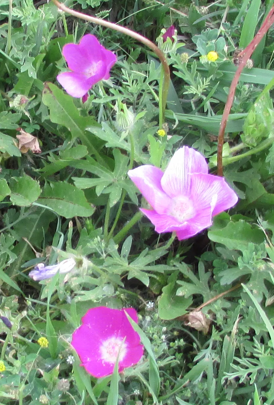 Bush Poppy (Dendromecon Rigida) — serves as an exceptional native evergreen shrub; which emerge in spring and persist into summer