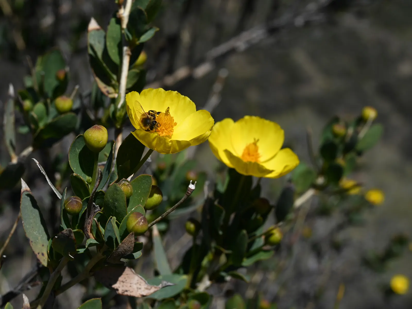 Bush Poppy (Dendromecon Rigida) — preferring full sun exposure; yellow flowers in the garden
