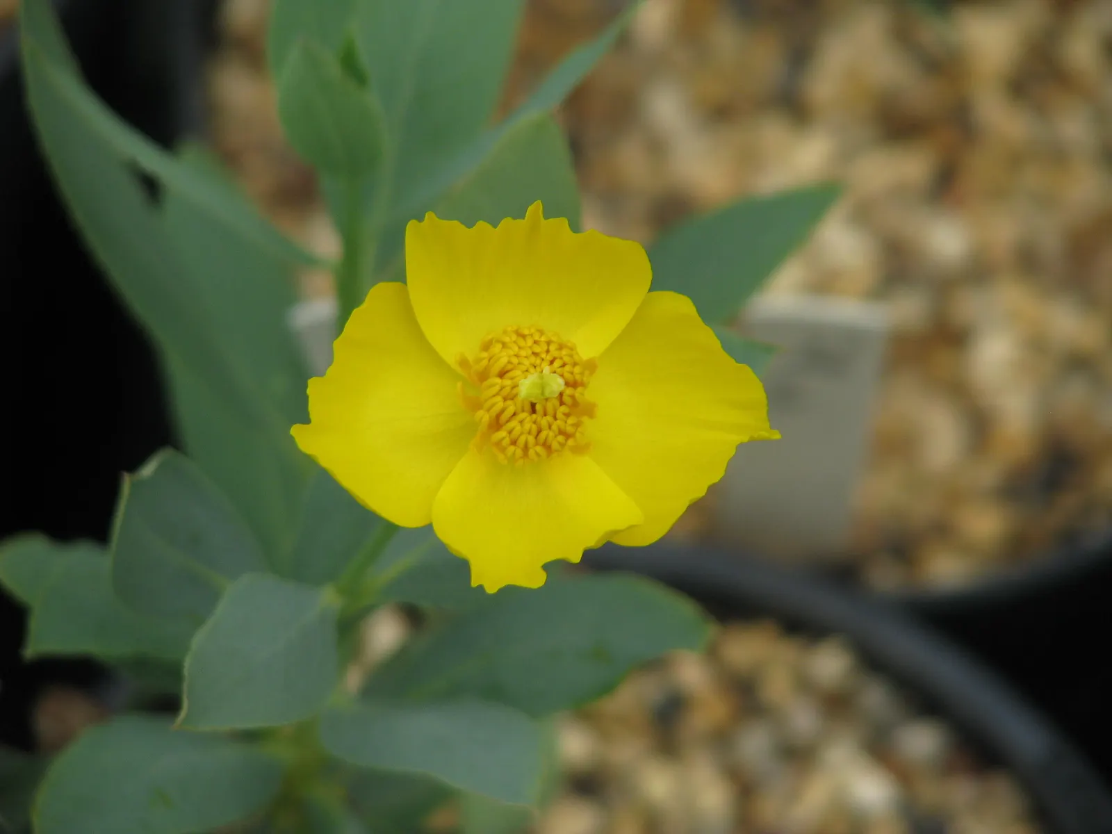 Bush Poppy (Dendromecon Rigida) — The plant's resplendent flowering season extends its appeal into the early summer months; the Bush Poppy (Dendromecon rigida)