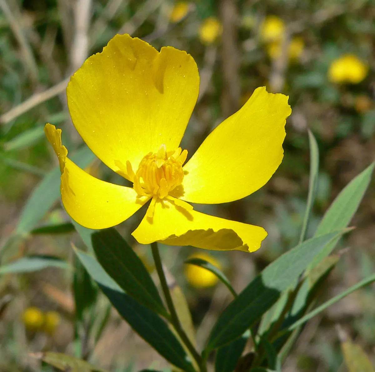 Bush Poppy (Dendromecon Rigida) — and open landscapes typical of California's chaparral environments