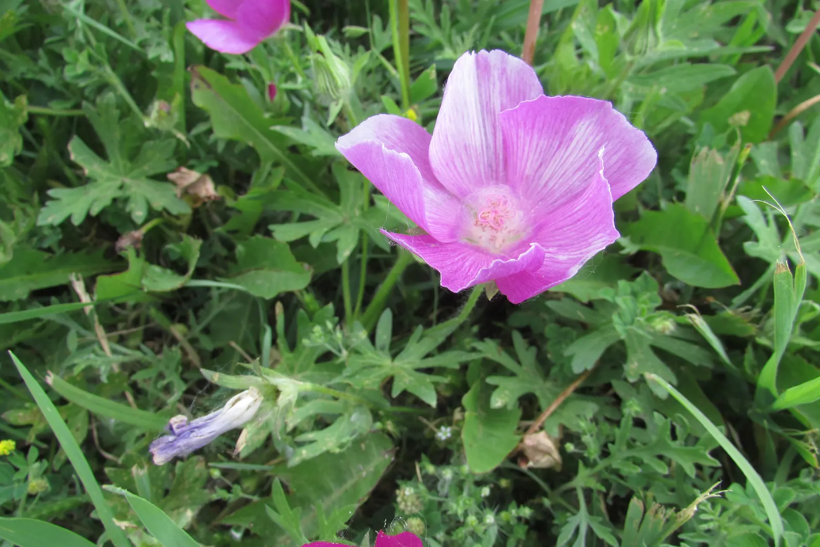 Bush Poppy (Dendromecon Rigida) — providing a vivacious contrast against the tough, image 41