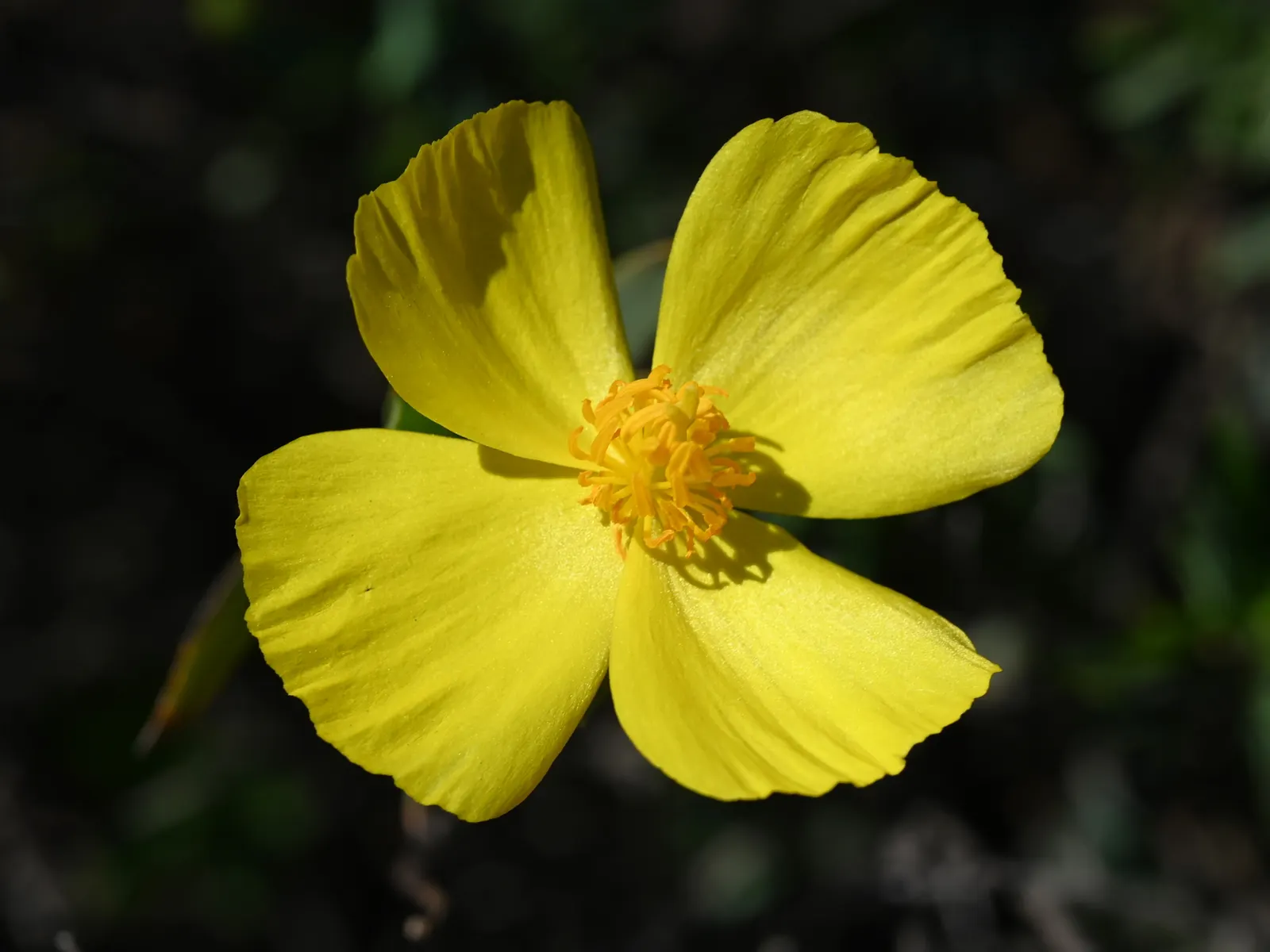 Bush Poppy (Dendromecon Rigida) — This drought-tolerant shrub reaches up to 8 feet tall with a spread of 4 to 6 feet