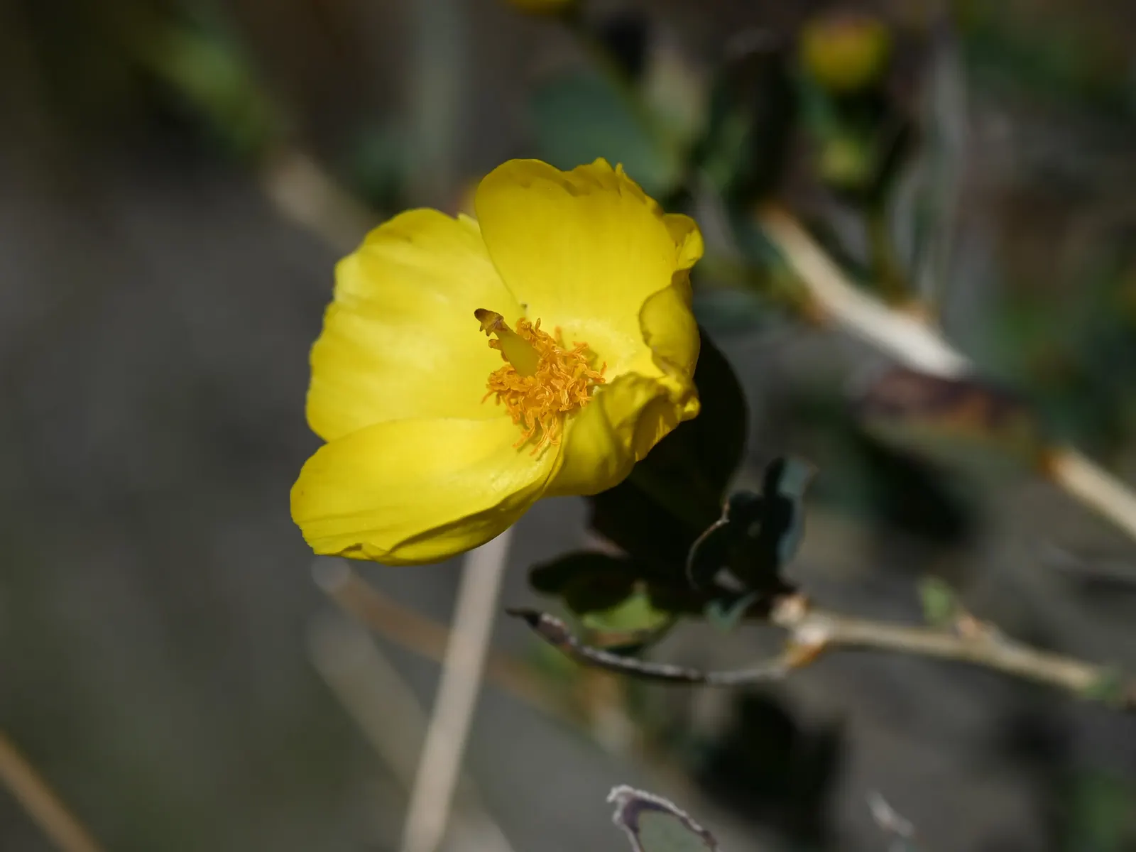 Bush Poppy (Dendromecon Rigida) — The Bush Poppy (Dendromecon rigida) is a hardy evergreen native to California; preferring full sun exposure