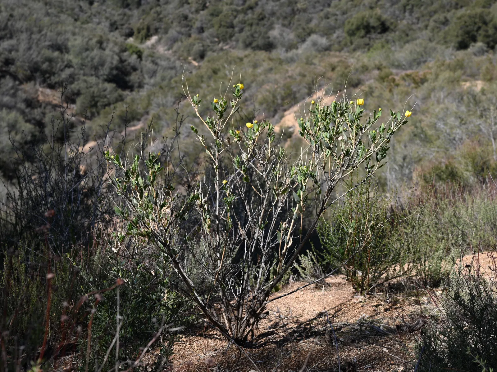 Bush Poppy (Dendromecon Rigida) — This drought-tolerant shrub reaches up to 8 feet tall with a spread of 4 to 6 feet; but Dendromecon rigida is also