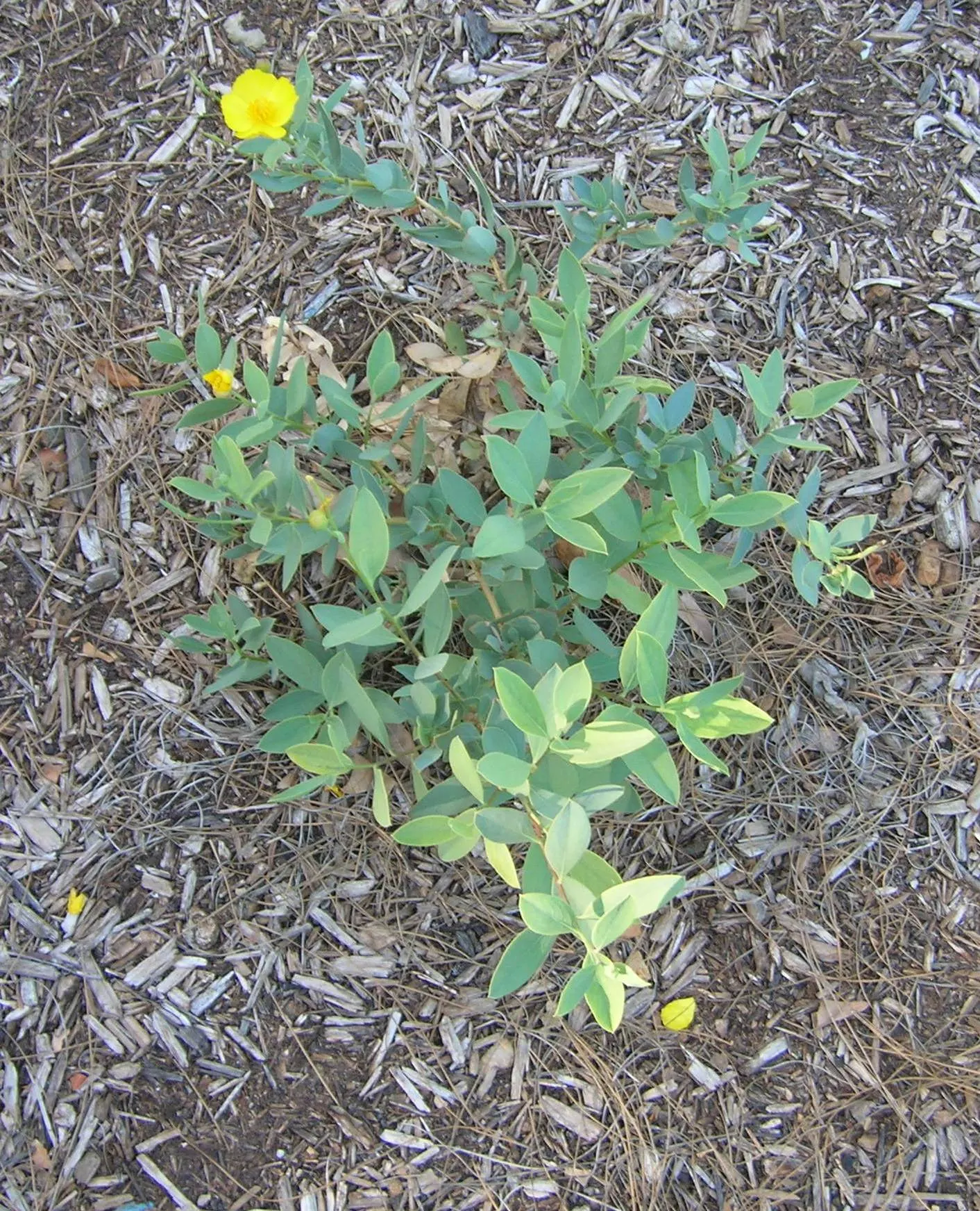 Bush Poppy (Dendromecon Rigida) — scientifically known as Dendromecon rigida