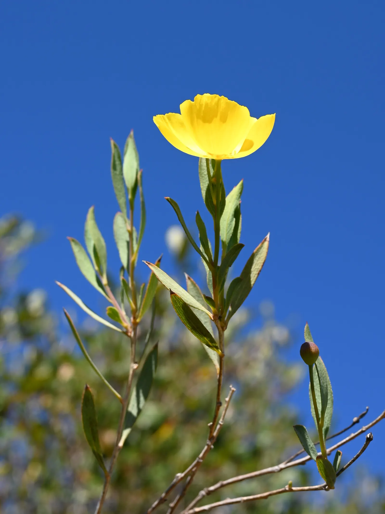 Bush Poppy (Dendromecon Rigida) — persisting against the often arid conditions.<br><br>Not only is it aesthetically pleasing; scientifically known as
