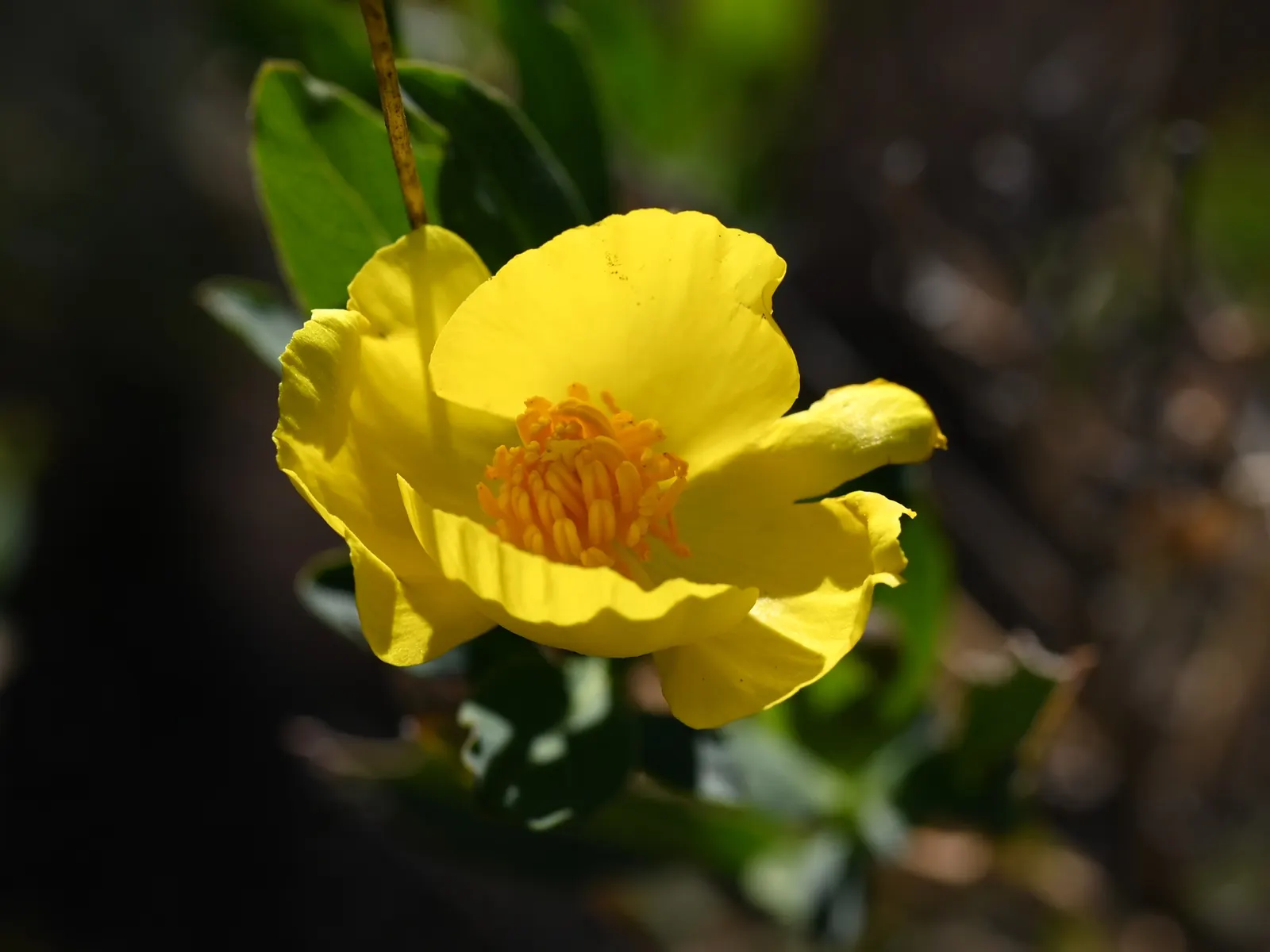 Bush Poppy (Dendromecon Rigida) — which emerge in spring and persist into summer; this vibrant plant can reach heights between 6 and 8 feet and span a similar