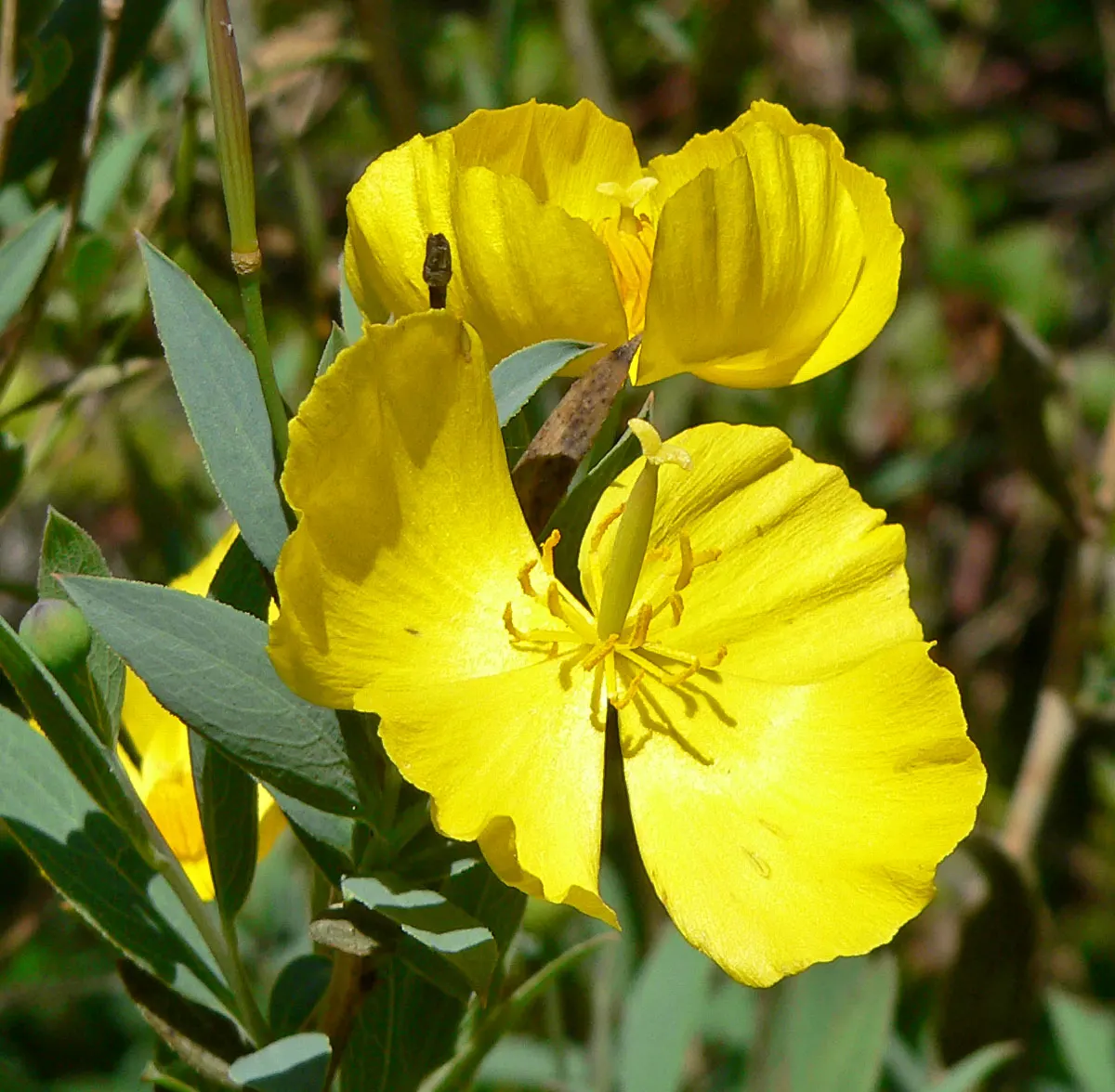 Bush Poppy (Dendromecon Rigida) — thriving particularly well in dry