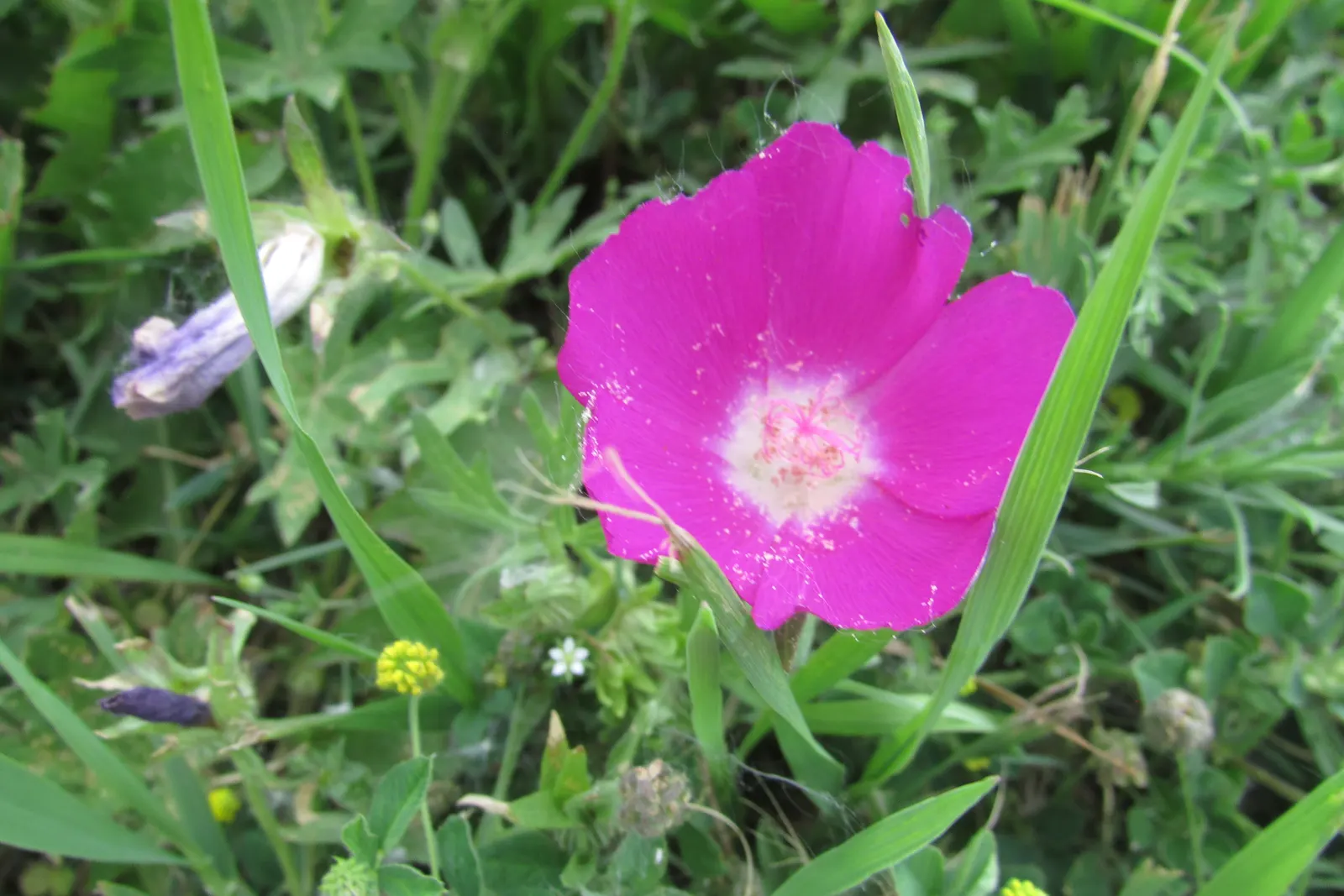 Bush Poppy (Dendromecon Rigida) — The Bush Poppy (Dendromecon rigida) is a hardy evergreen native to California