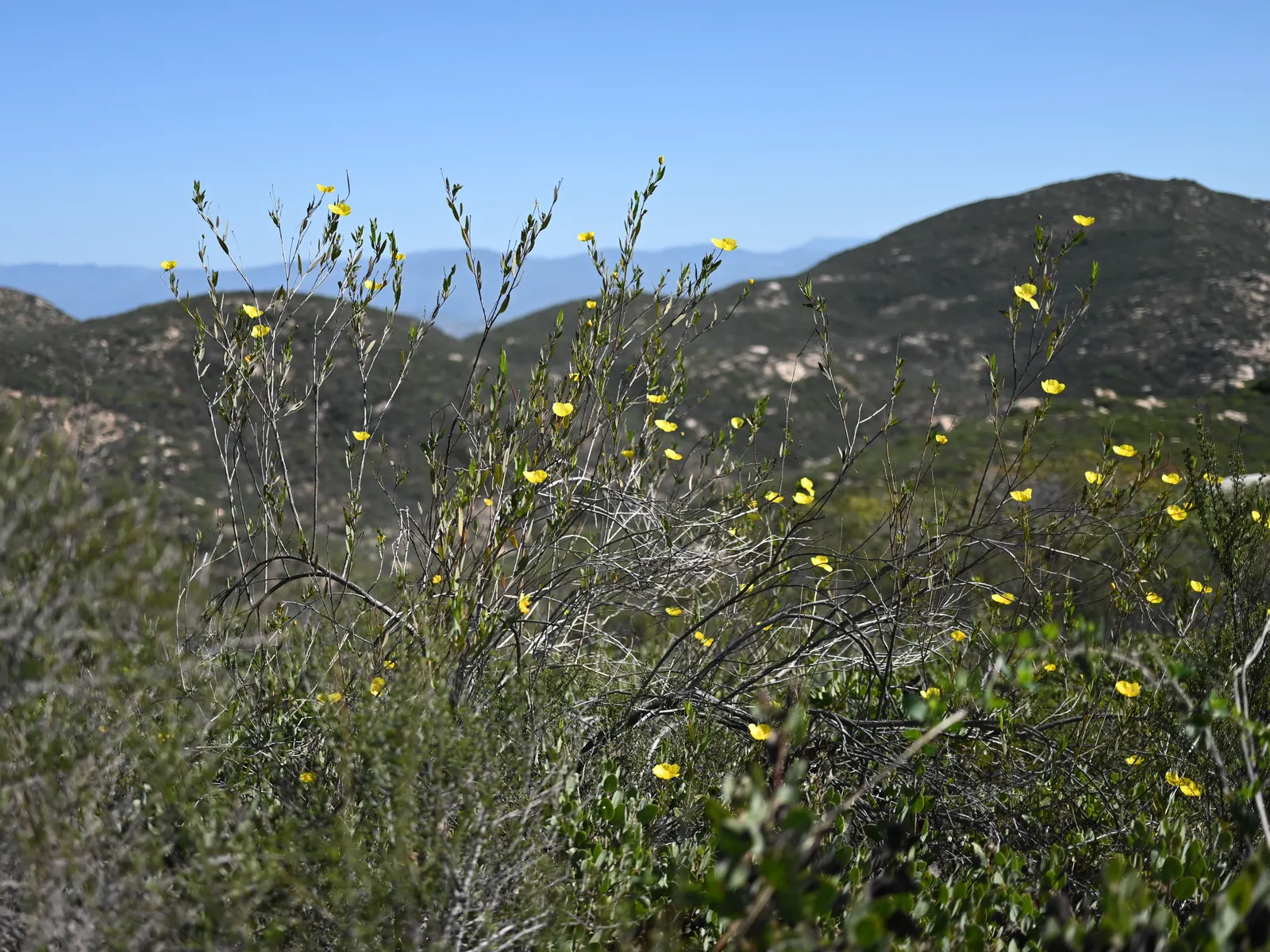 Bush Poppy (Dendromecon Rigida) — Its gray-green foliage provides a striking backdrop for the flowers, image 32