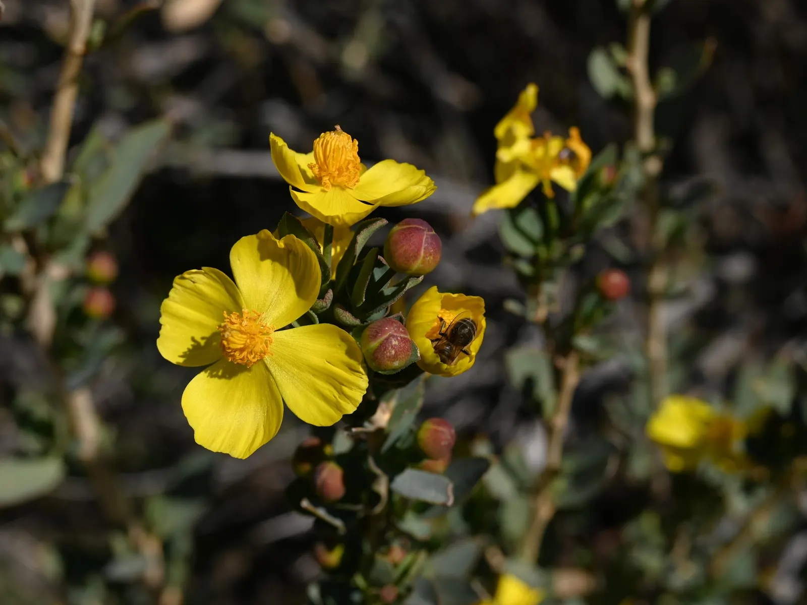 Bush Poppy (Dendromecon Rigida) — Ideal for low-water landscapes and Mediterranean-style gardens; requiring minimal irrigation (particularly once established)