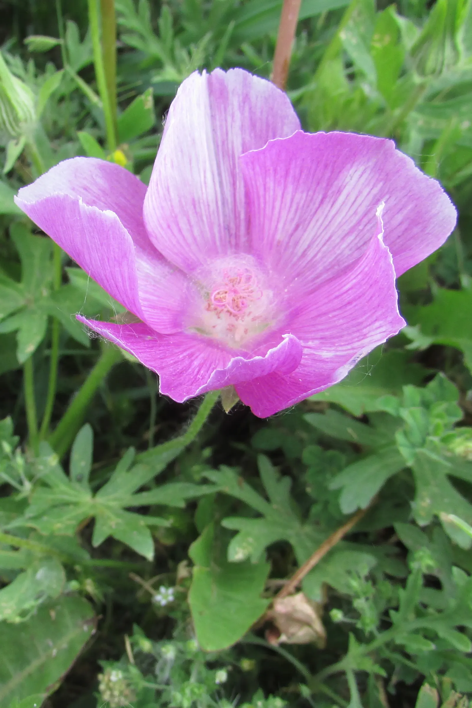 Bush Poppy (Dendromecon Rigida) — each blossom measuring from 1 to 2 inches across; ideal for low-water landscapes and Mediterranean-style gardens