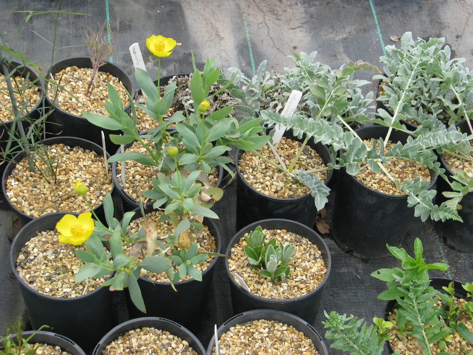 Bush Poppy (Dendromecon Rigida) — scientifically known as Dendromecon rigida; shrub with yellow blooms