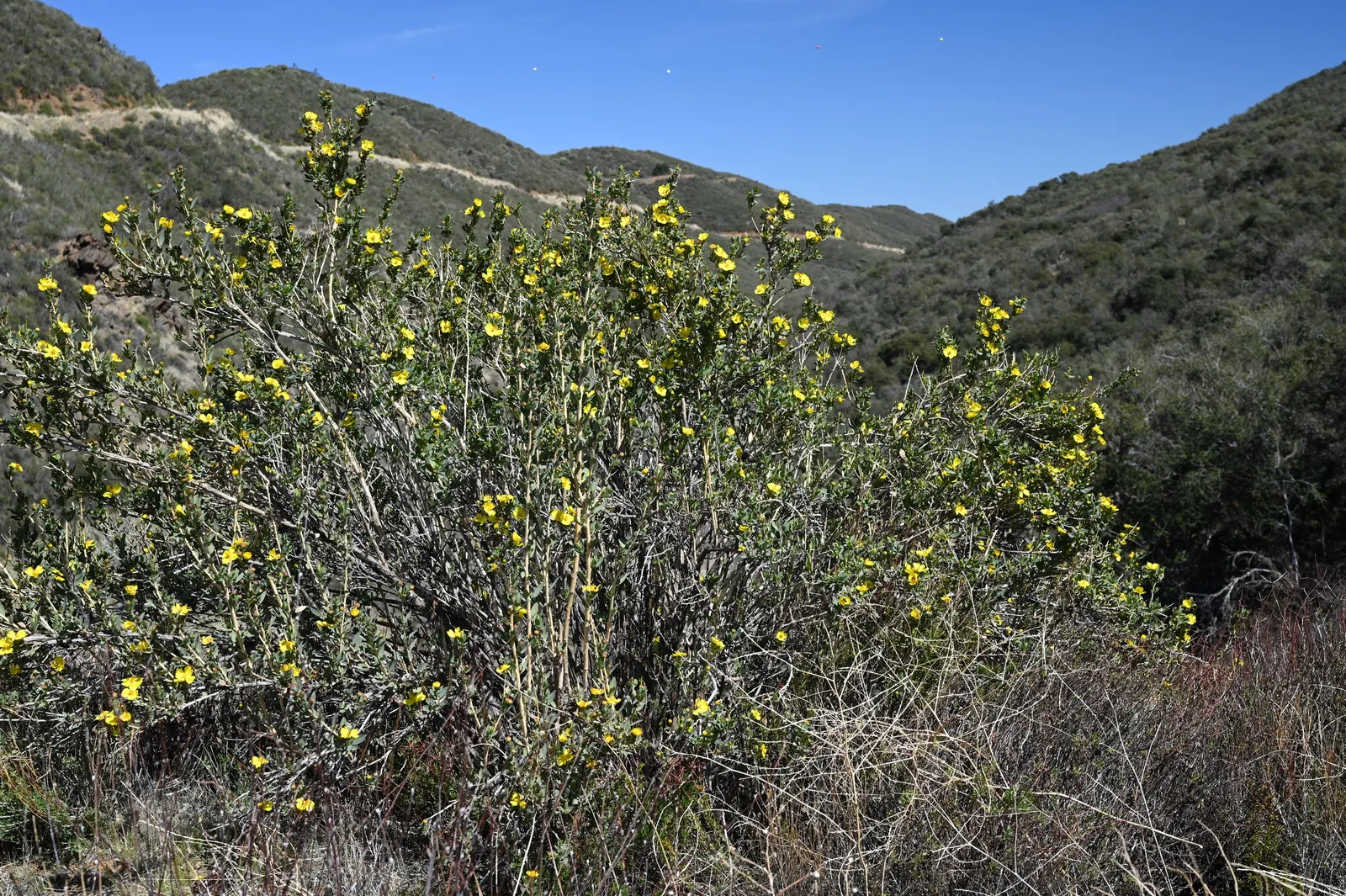 Bush Poppy (Dendromecon Rigida) — which are narrow and typically about 1 to 3 inches long; making it an ideal choice for water-conserving landscapes