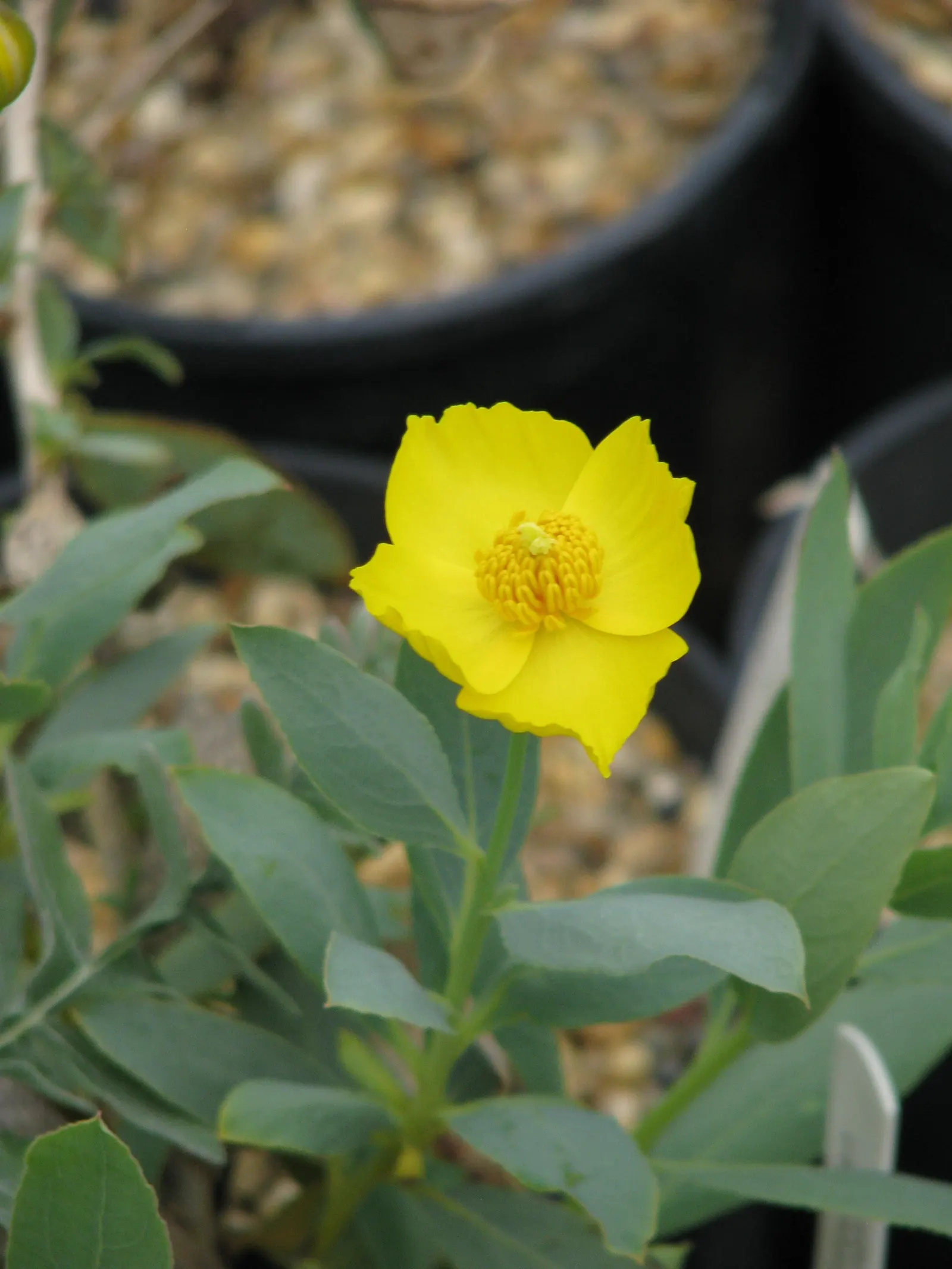 Bush Poppy (Dendromecon Rigida) — Its gray-green foliage provides a striking backdrop for the flowers
