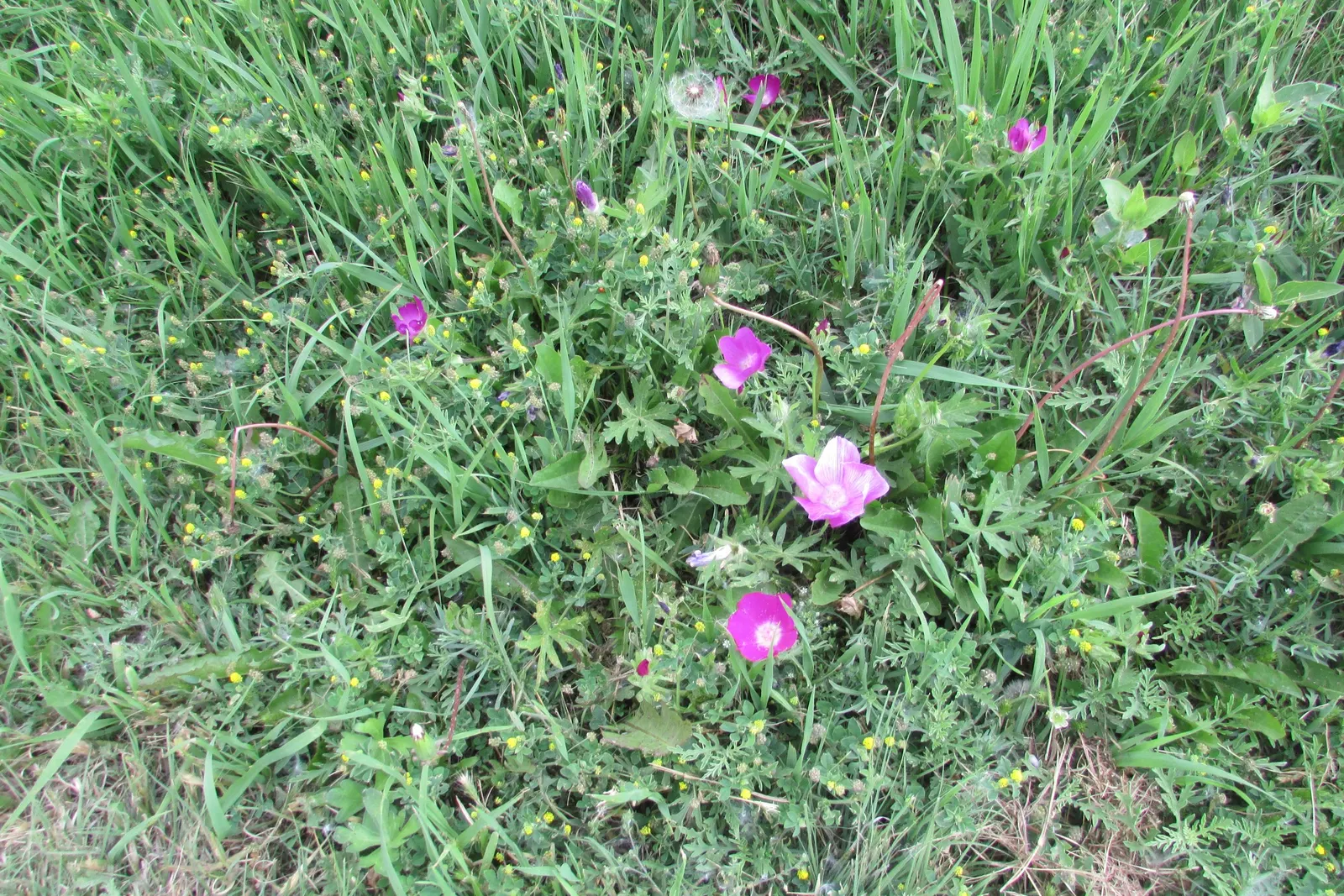 Bush Poppy (Dendromecon Rigida) — this vibrant plant can reach heights between 6 and 8 feet and span a similar width; shrub for full