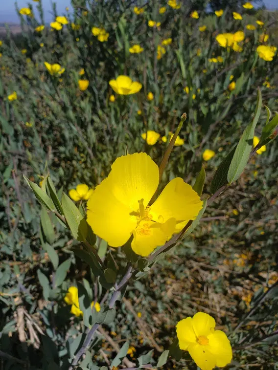 Bush Poppy (Dendromecon Rigida) — serves as an exceptional native evergreen shrub