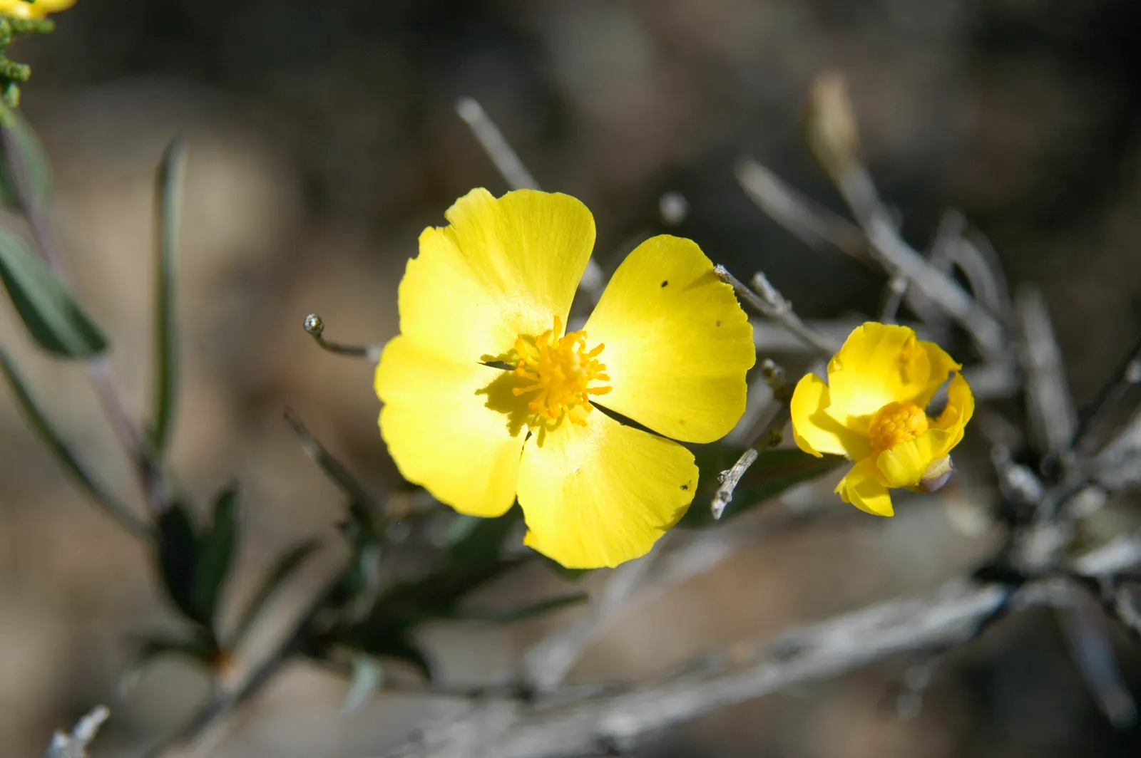 Bush Poppy (Dendromecon Rigida) — knowing that the Bush Poppy is a fire-following species