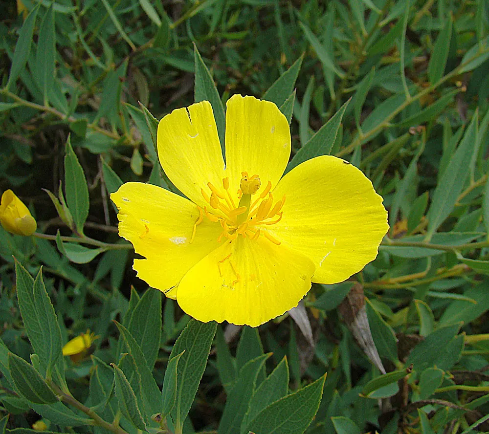 Bush Poppy (Dendromecon Rigida) — making it an ideal choice for water-conserving landscapes