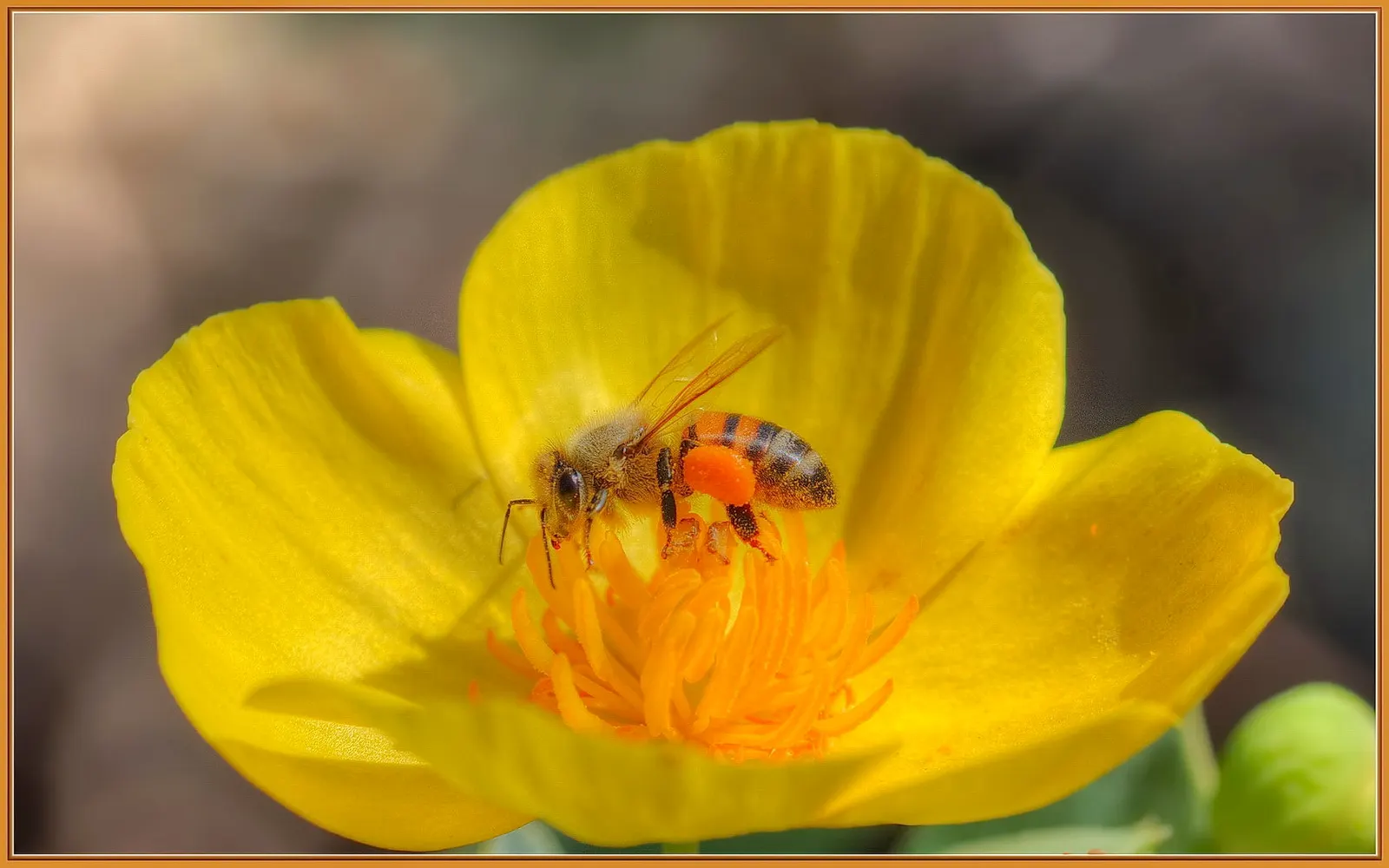 Bush Poppy (Dendromecon Rigida) — adds a layer of ecological appreciation and understanding