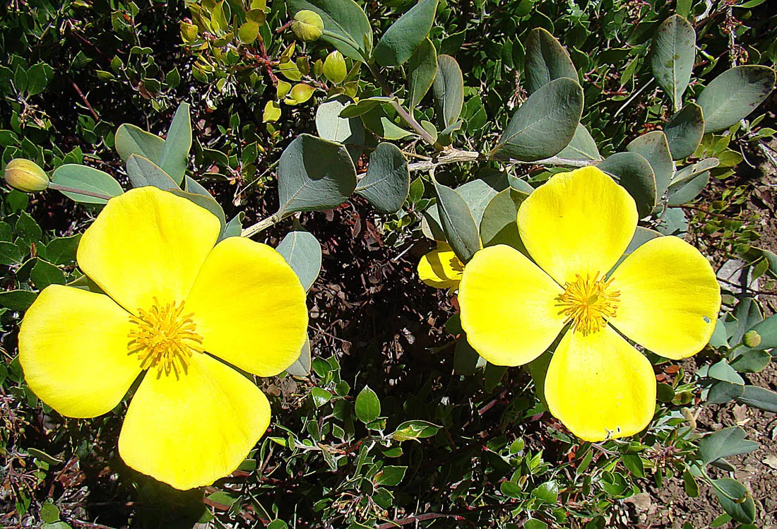 Bush Poppy (Dendromecon Rigida) — and it is well adapted to full sun exposures