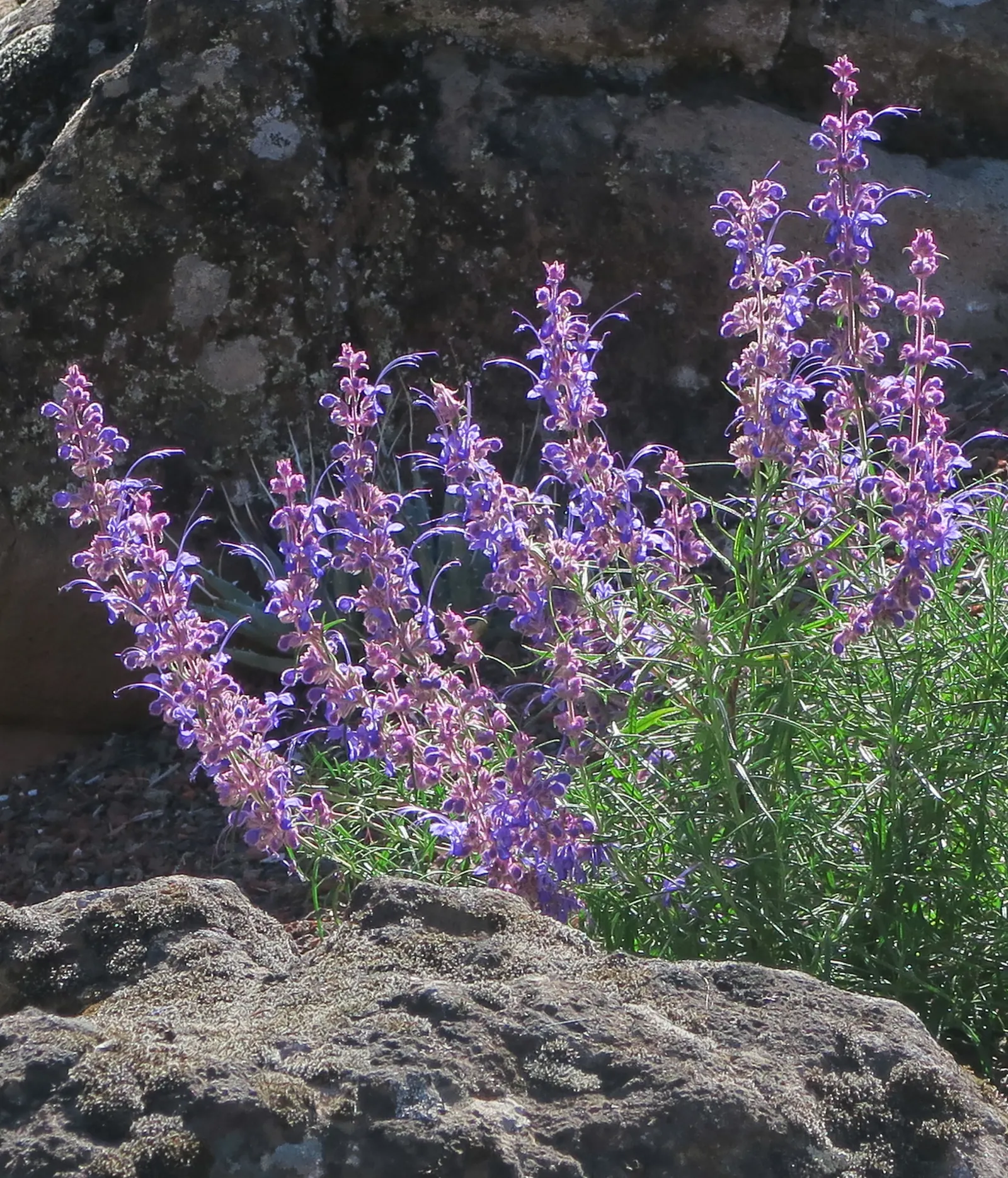 Bush Poppy (Dendromecon Rigida) — shrub with yellow blooms