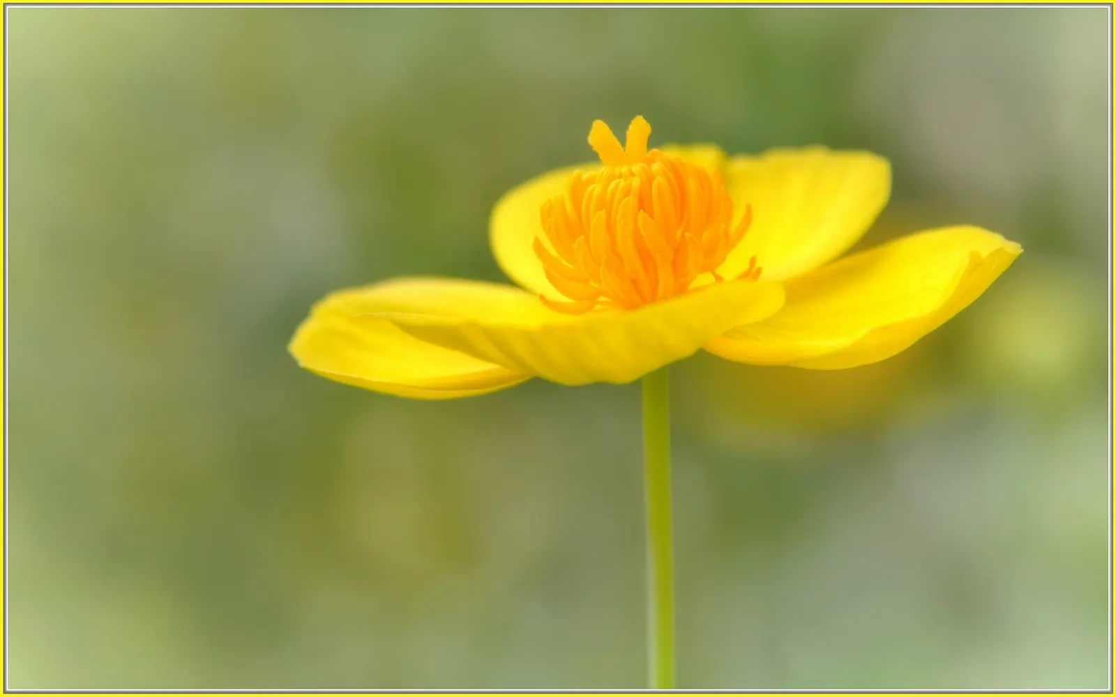 Bush Poppy (Dendromecon Rigida) — adapted to natural wildfire cycles