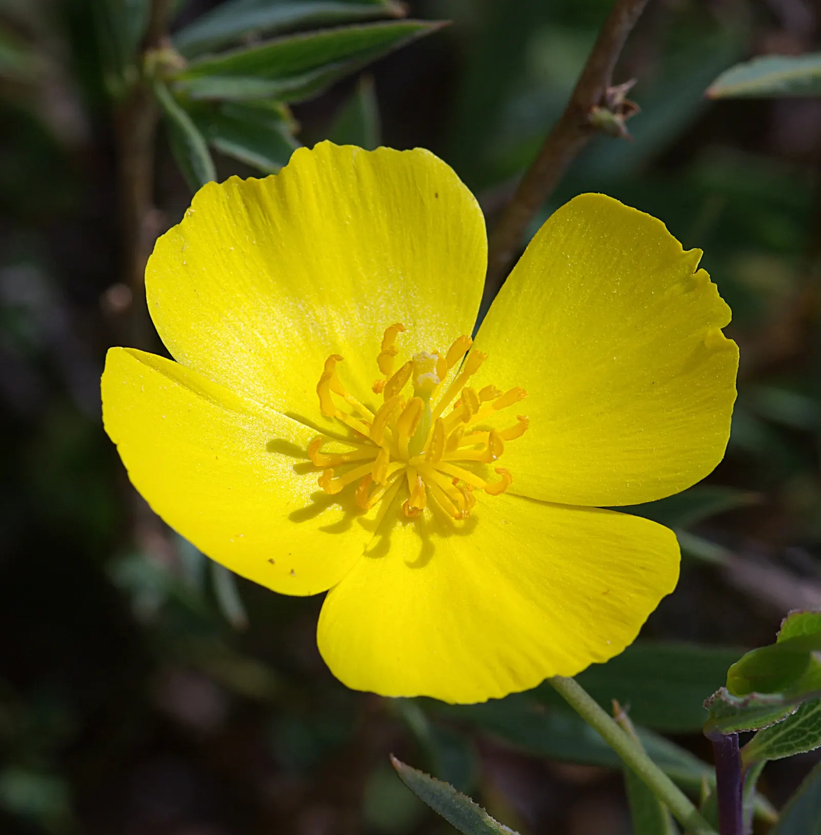Bush Poppy (Dendromecon Rigida) — each blossom measuring from 1 to 2 inches across