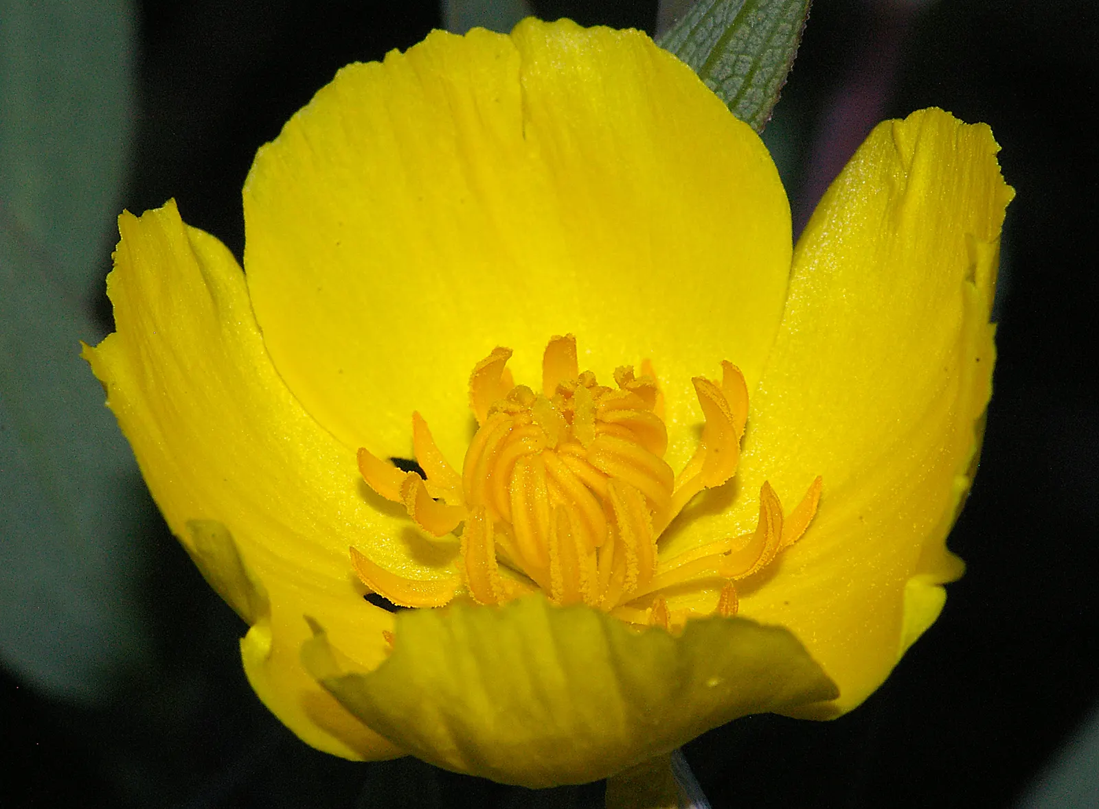 Bush Poppy (Dendromecon Rigida) — The plant's resplendent flowering season extends its appeal into the early summer months