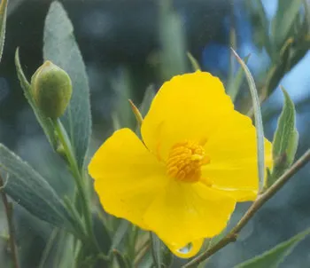 Bush Poppy (Dendromecon Rigida) — this vibrant plant can reach heights between 6 and 8 feet and span a similar width