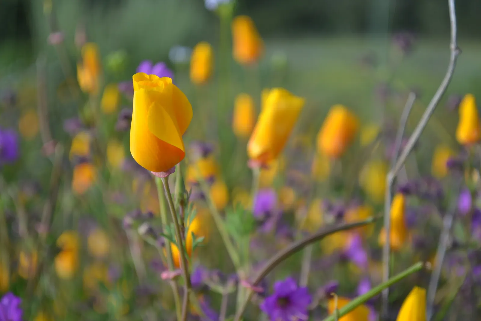 Bush Poppy (Dendromecon Rigida) — but Dendromecon rigida is also low-maintenance