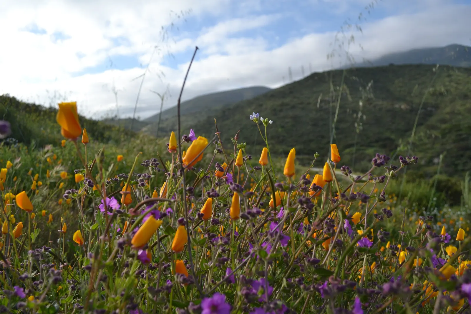 Bush Poppy (Dendromecon Rigida) — requiring minimal irrigation (particularly once established)