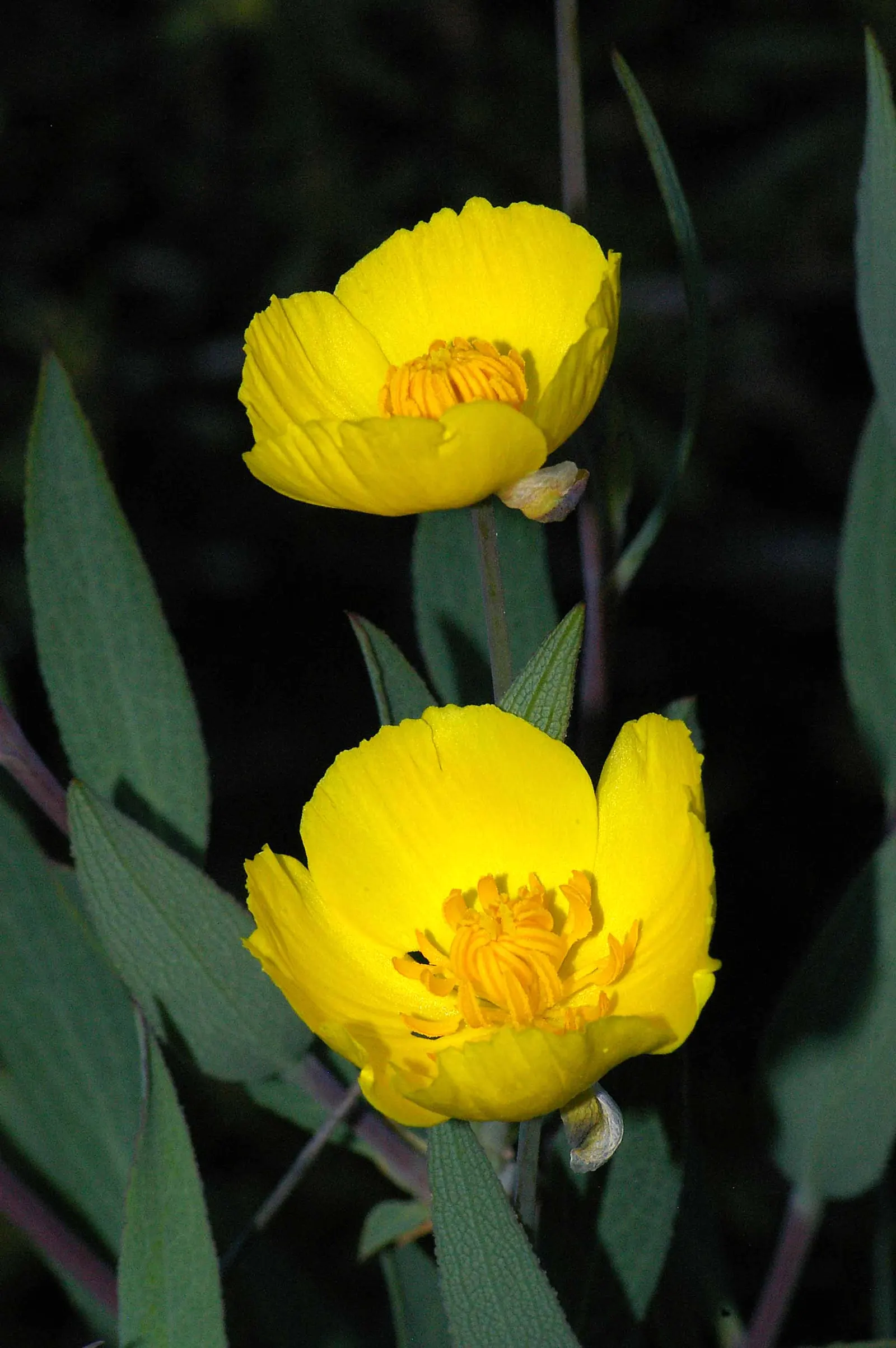 Bush Poppy (Dendromecon Rigida) — providing a vivacious contrast against the tough
