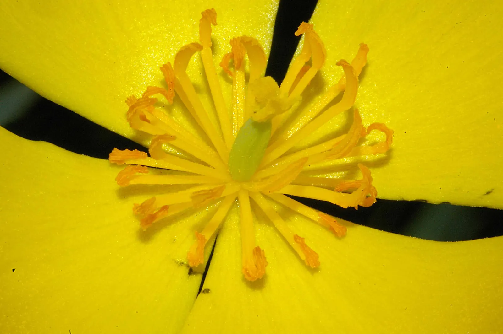 Bush Poppy (Dendromecon Rigida) — which are narrow and typically about 1 to 3 inches long