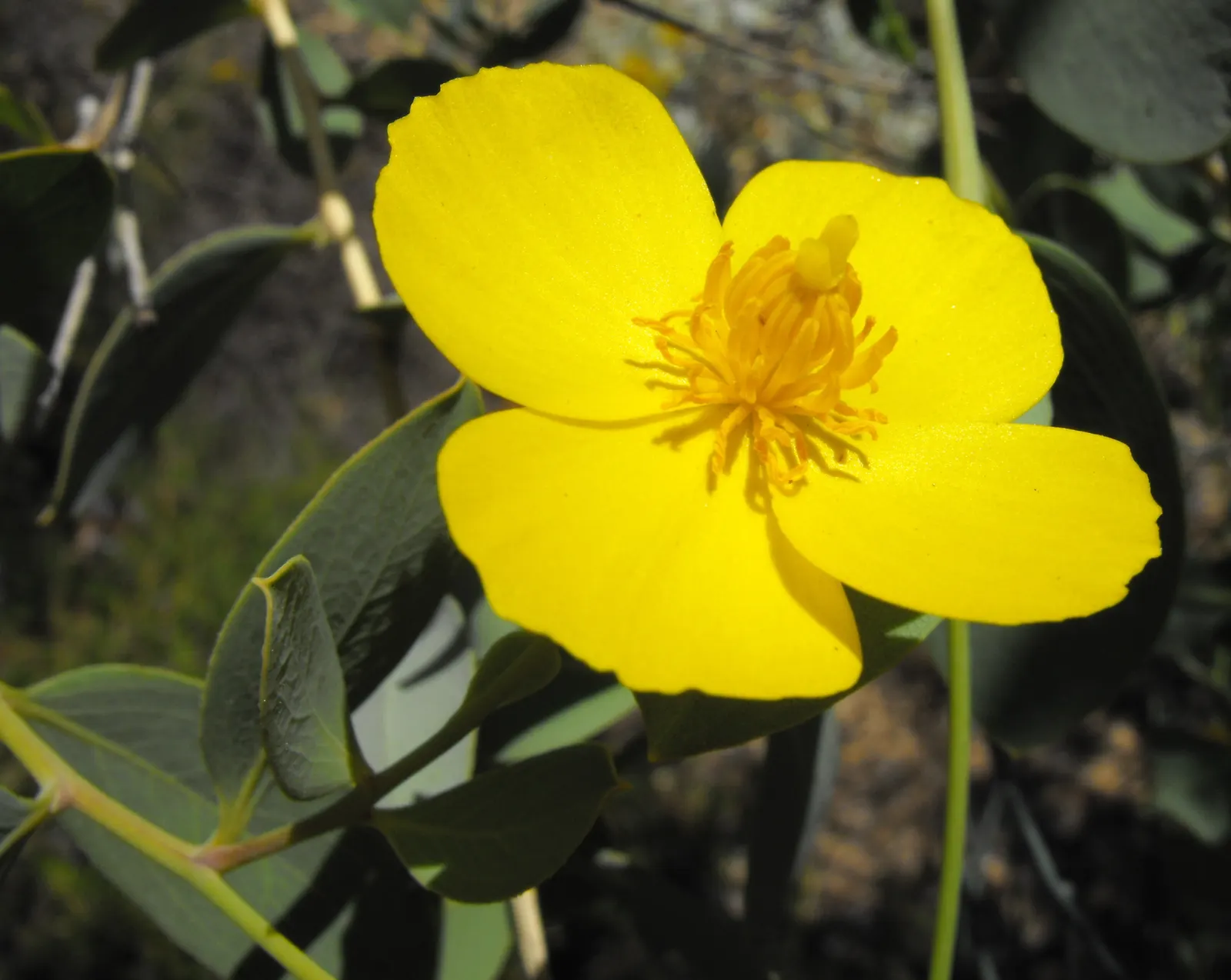 Bush Poppy (Dendromecon Rigida) — persisting against the often arid conditions.<br><br>Not only is it aesthetically pleasing
