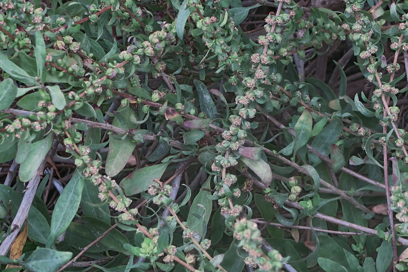 Poverty Weed, San Diego Marsh-Elder (Iva Hayesiana) — and its dense foliage offers excellent ground cover
