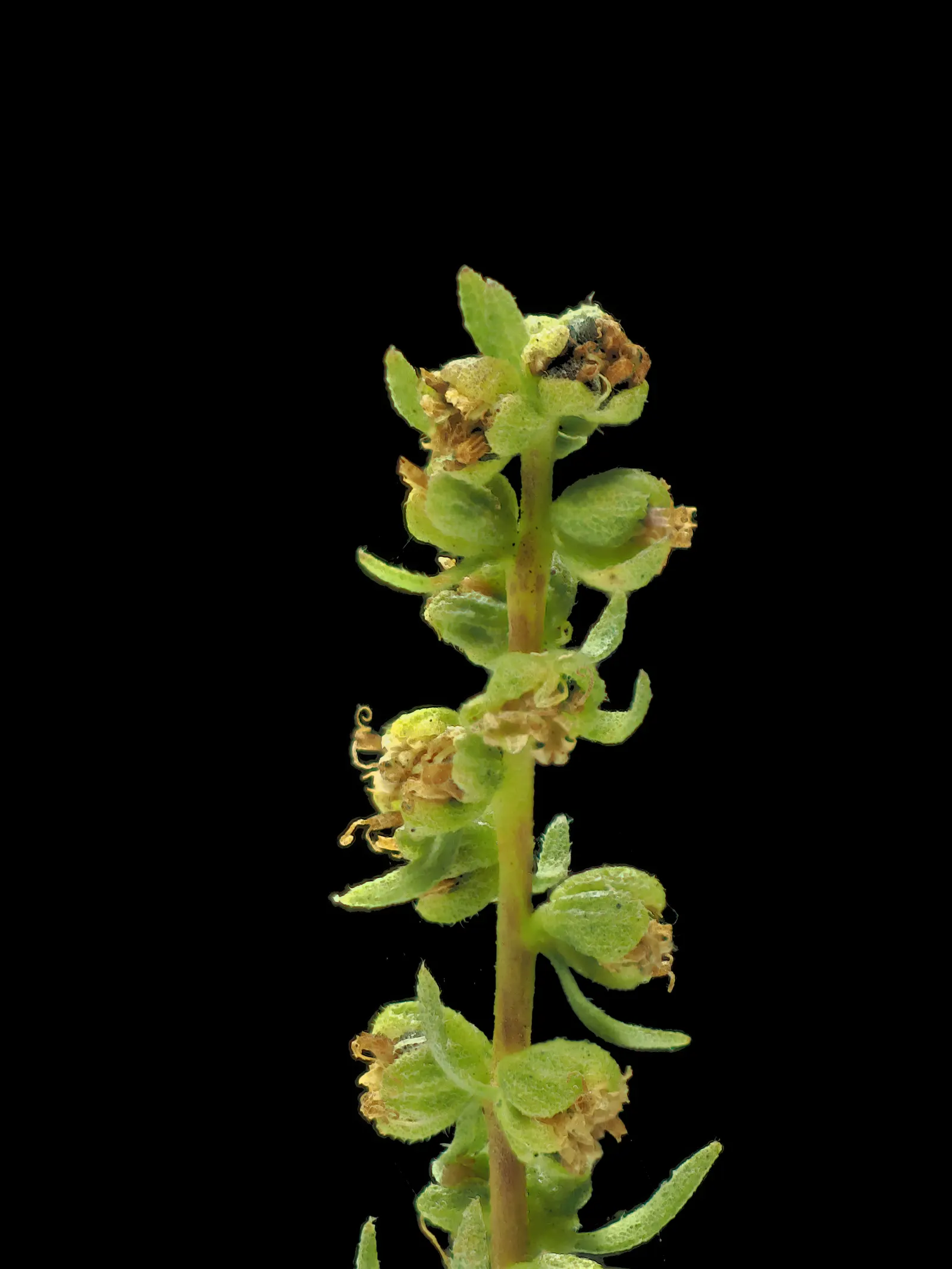 Poverty Weed, San Diego Marsh-Elder (Iva Hayesiana) — is an indigenous shrub that thrives in the coastal sage scrub and chaparral biomes of California