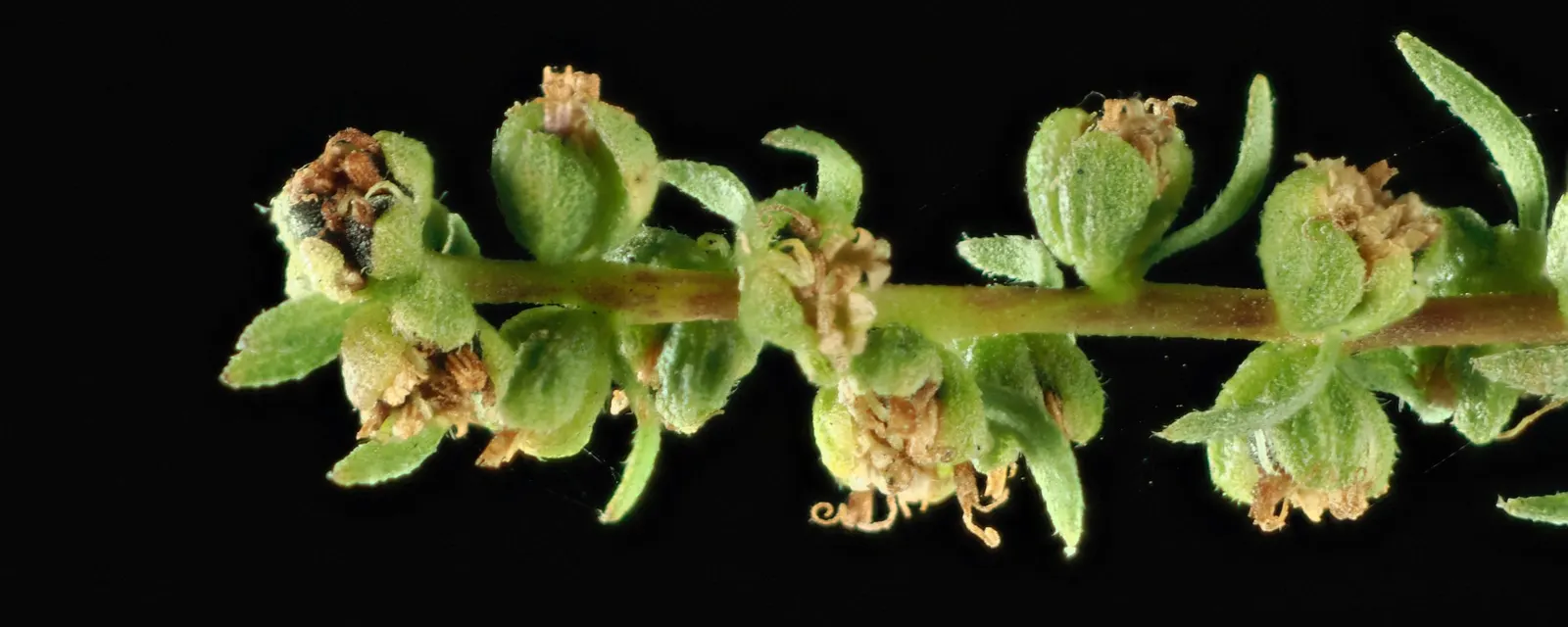 Poverty Weed, San Diego Marsh-Elder (Iva Hayesiana) — particularly within the San Diego region