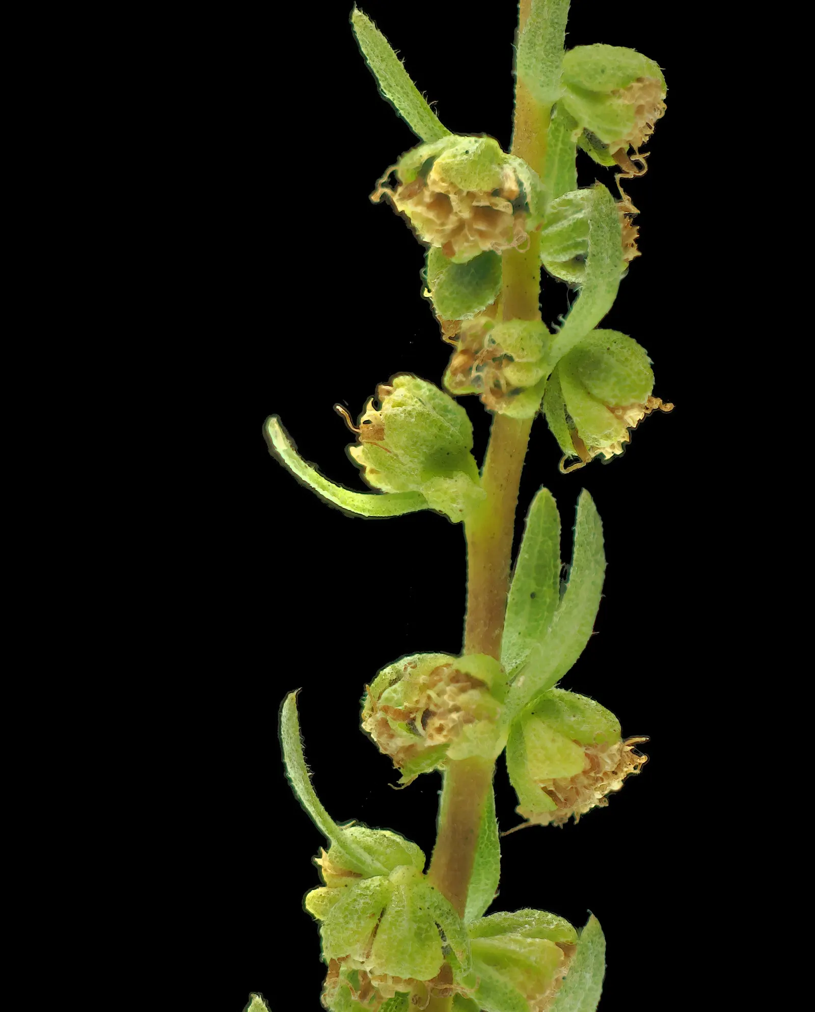 Poverty Weed, San Diego Marsh-Elder (Iva Hayesiana) — is a resilient shrub native to the southwestern U.S