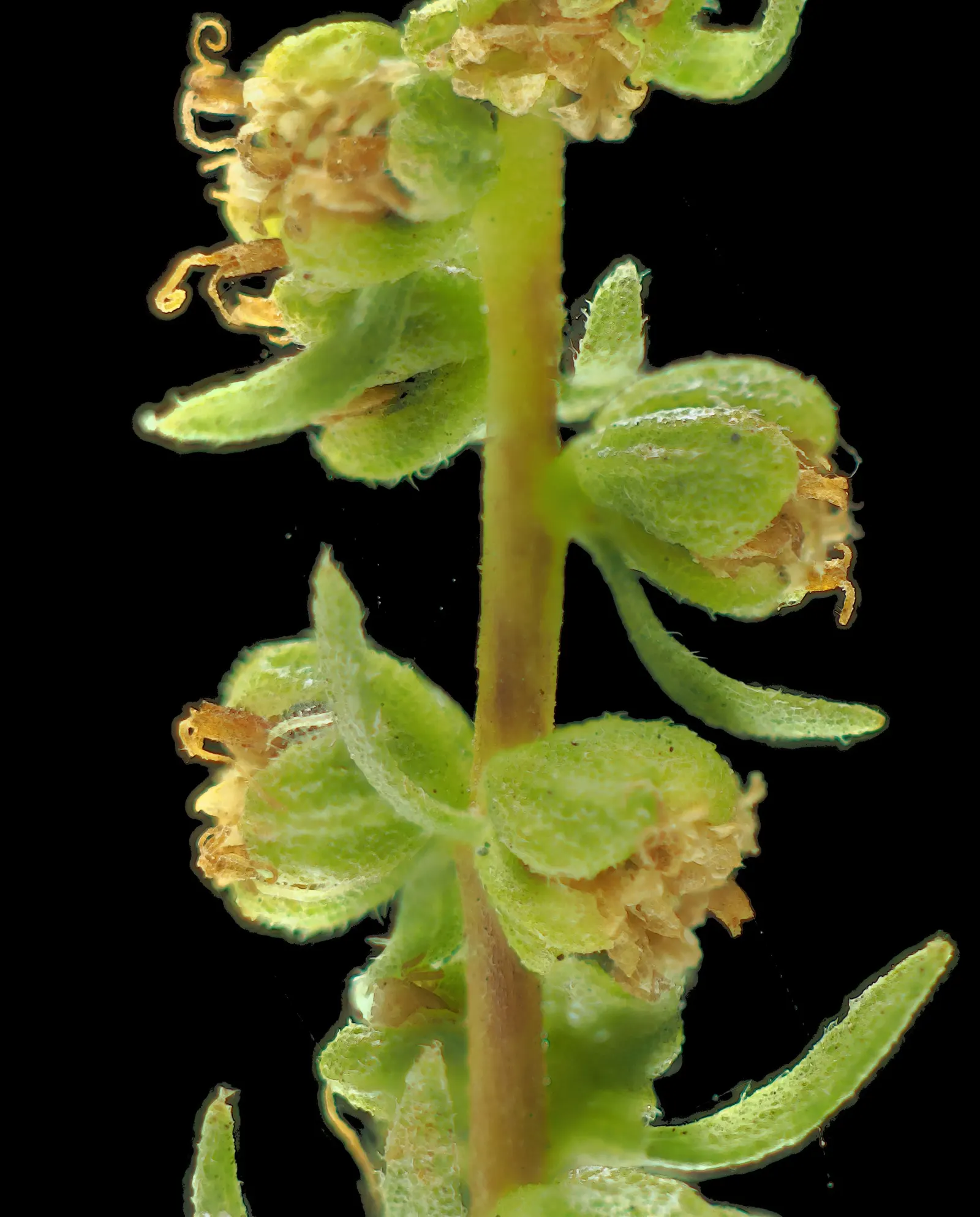 Poverty Weed, San Diego Marsh-Elder (Iva Hayesiana) — commonly referred to as Poverty Weed or San Diego Marsh-Elder