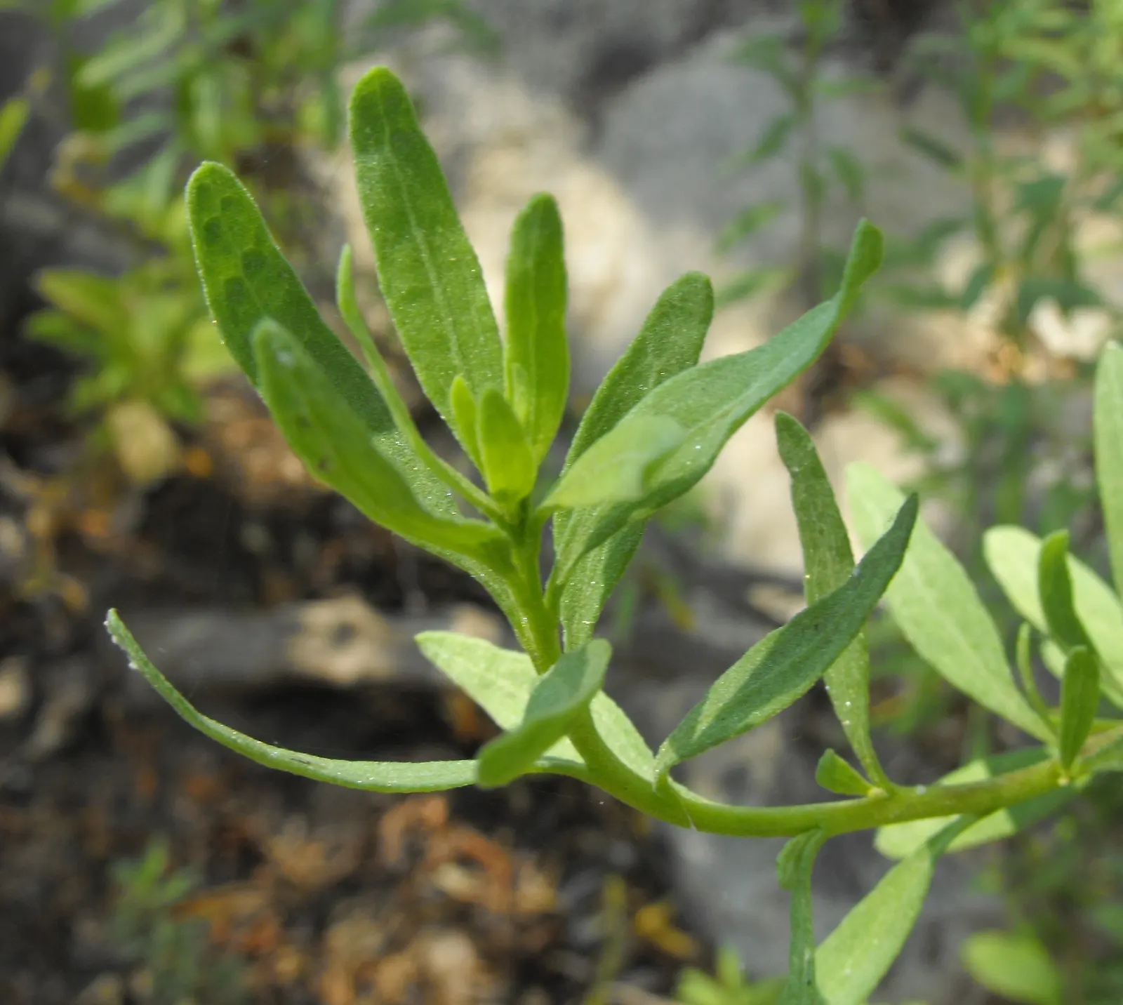 Poverty Weed, San Diego Marsh-Elder (Iva Hayesiana) — Adapted to saline and alkaline soils