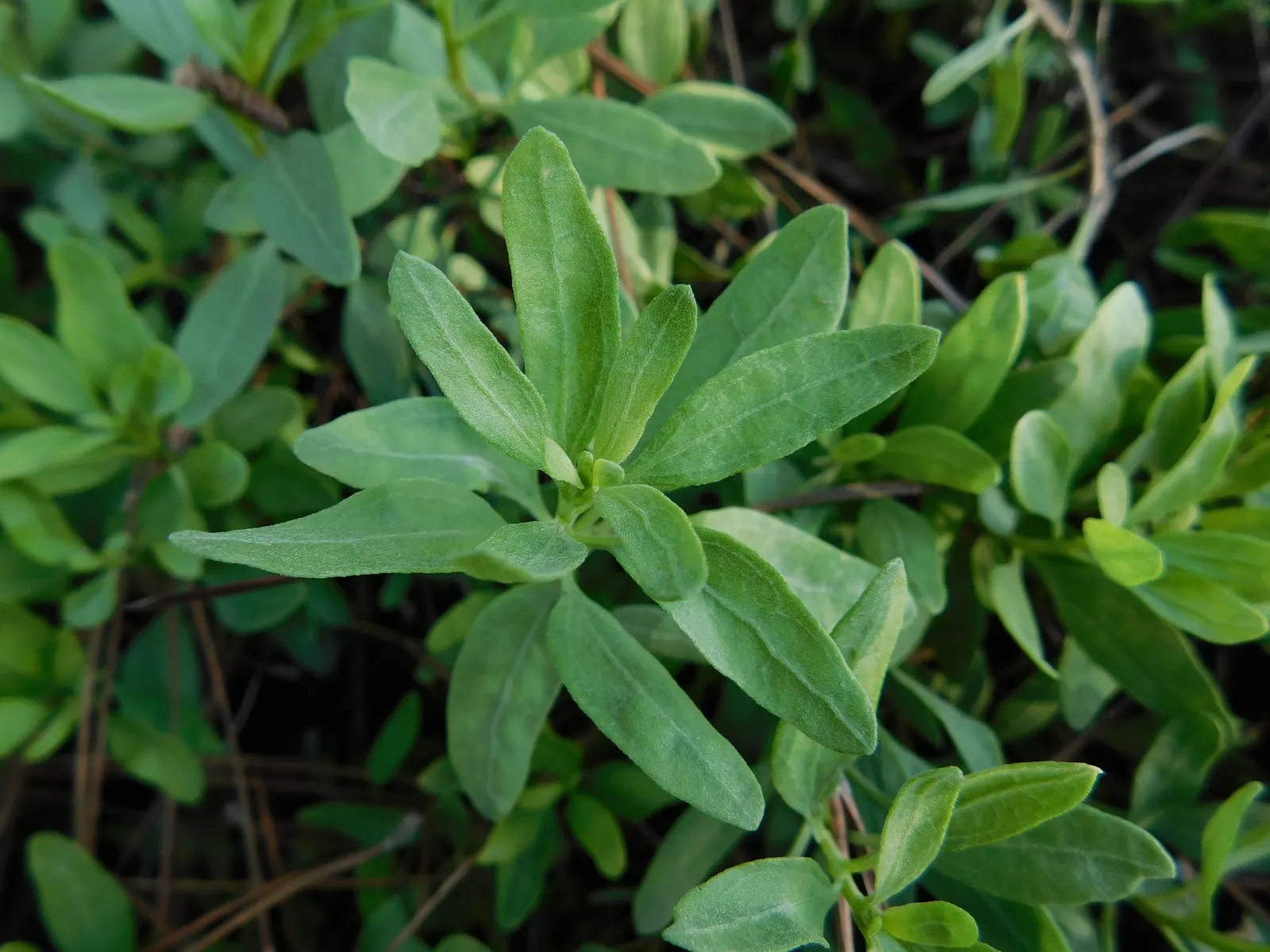Poverty Weed, San Diego Marsh-Elder (Iva Hayesiana) — inconspicuous greenish flowers summer through early fall
